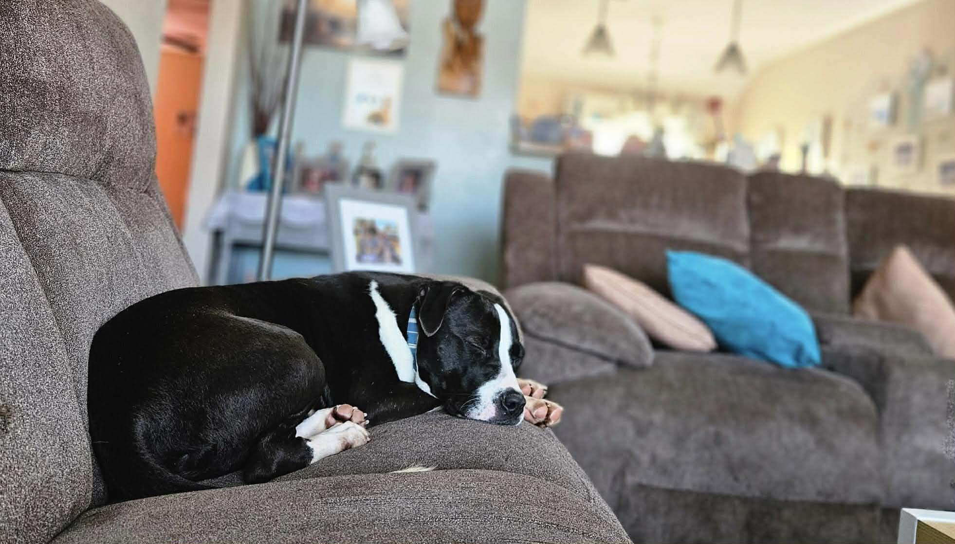 Enlarge Taluhla, a ADOPTABLE Mixed Breed in Northwood, NH image 2/3