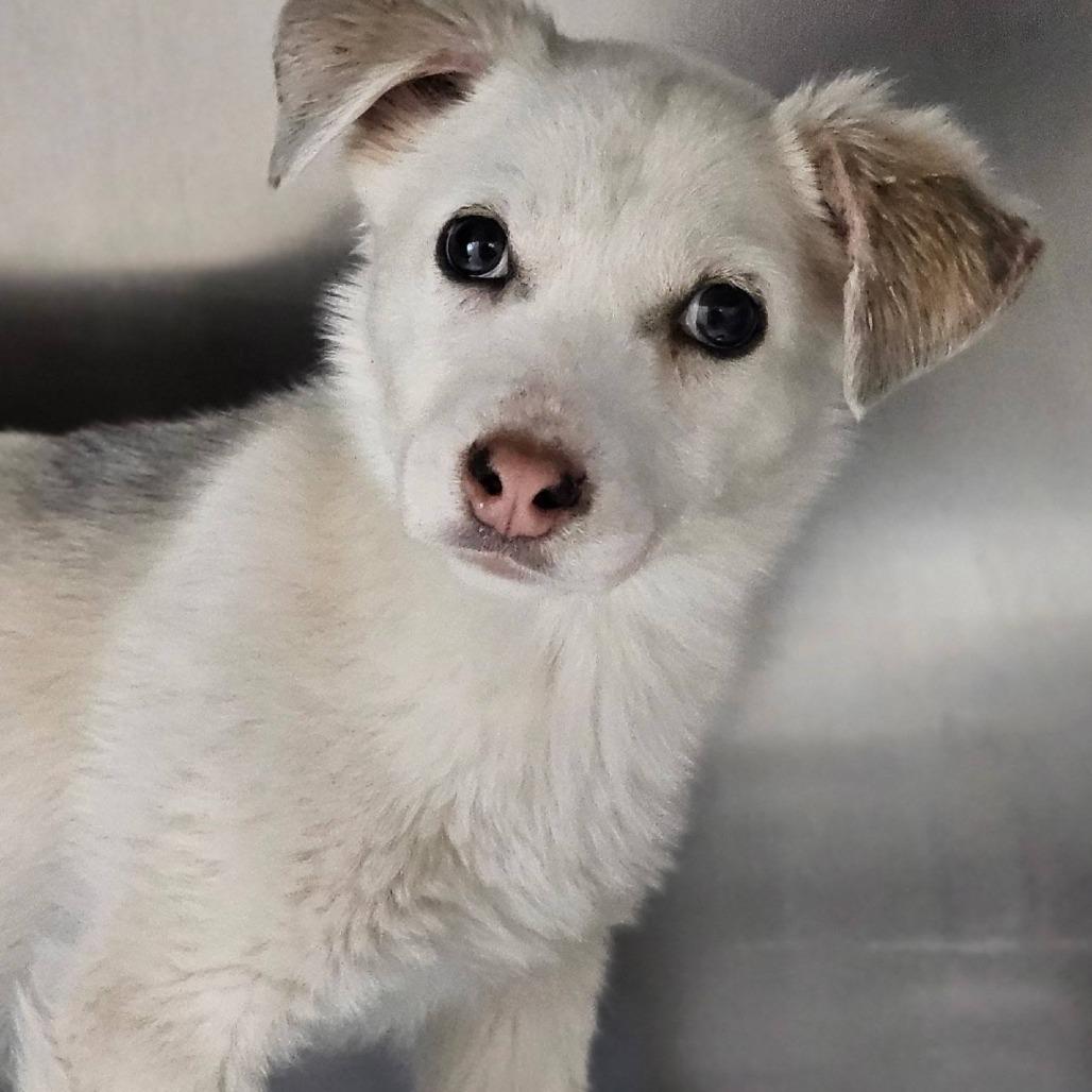 Angel, Adoptable, Puppy Female Husky & Mixed Breed.