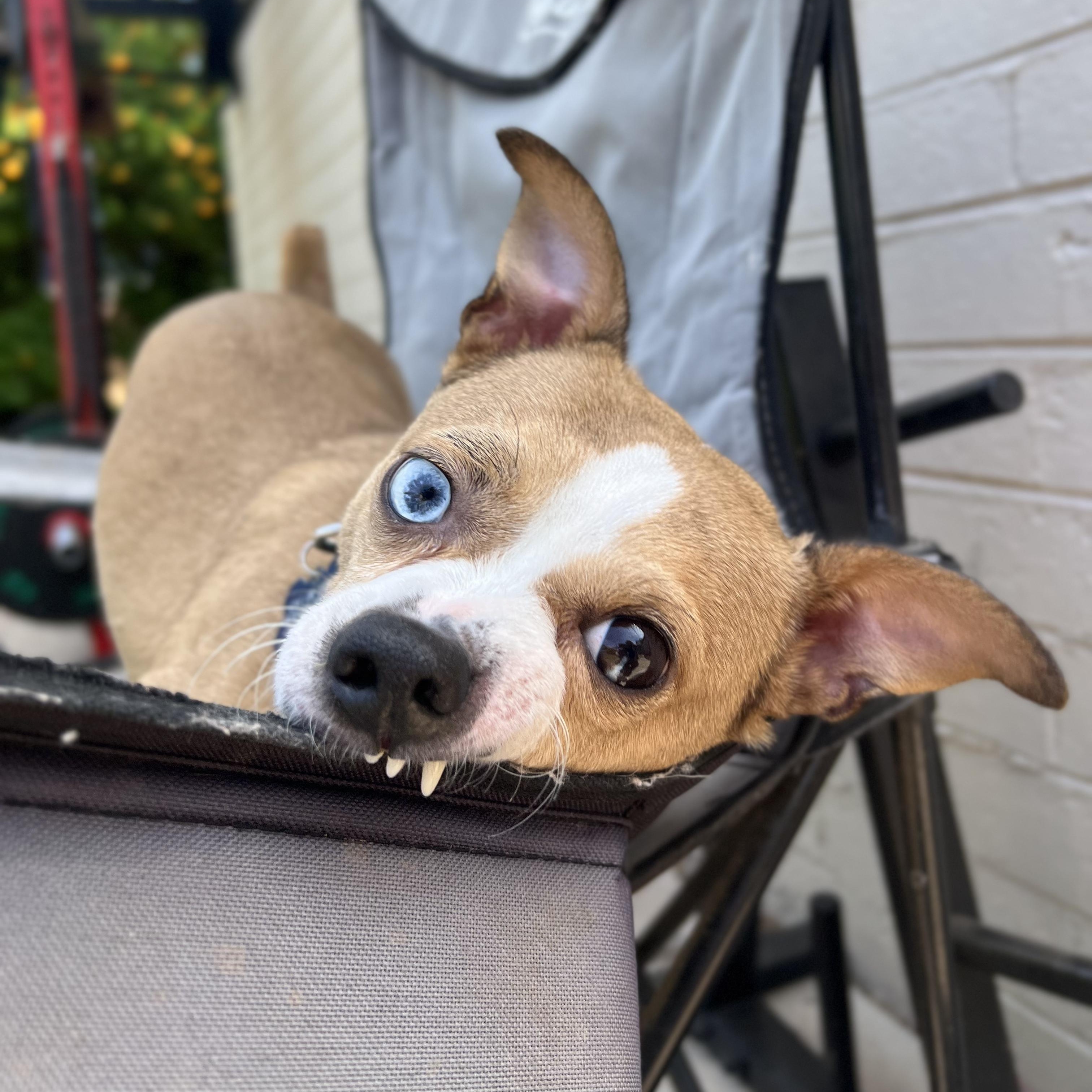 Enlarge Steve, a ADOPTABLE mixed breed in Goodyear, AZ image 2/4