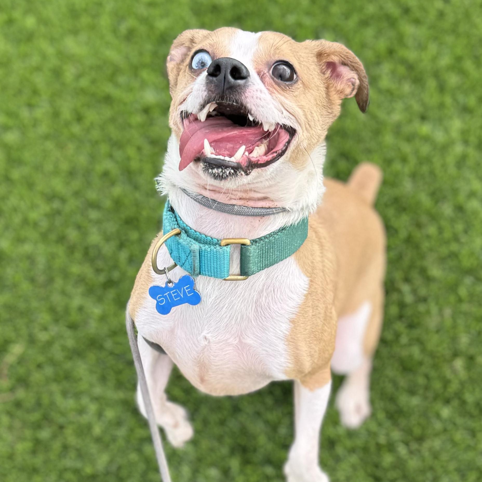 Enlarge Steve, a ADOPTABLE mixed breed in Goodyear, AZ image 4/4