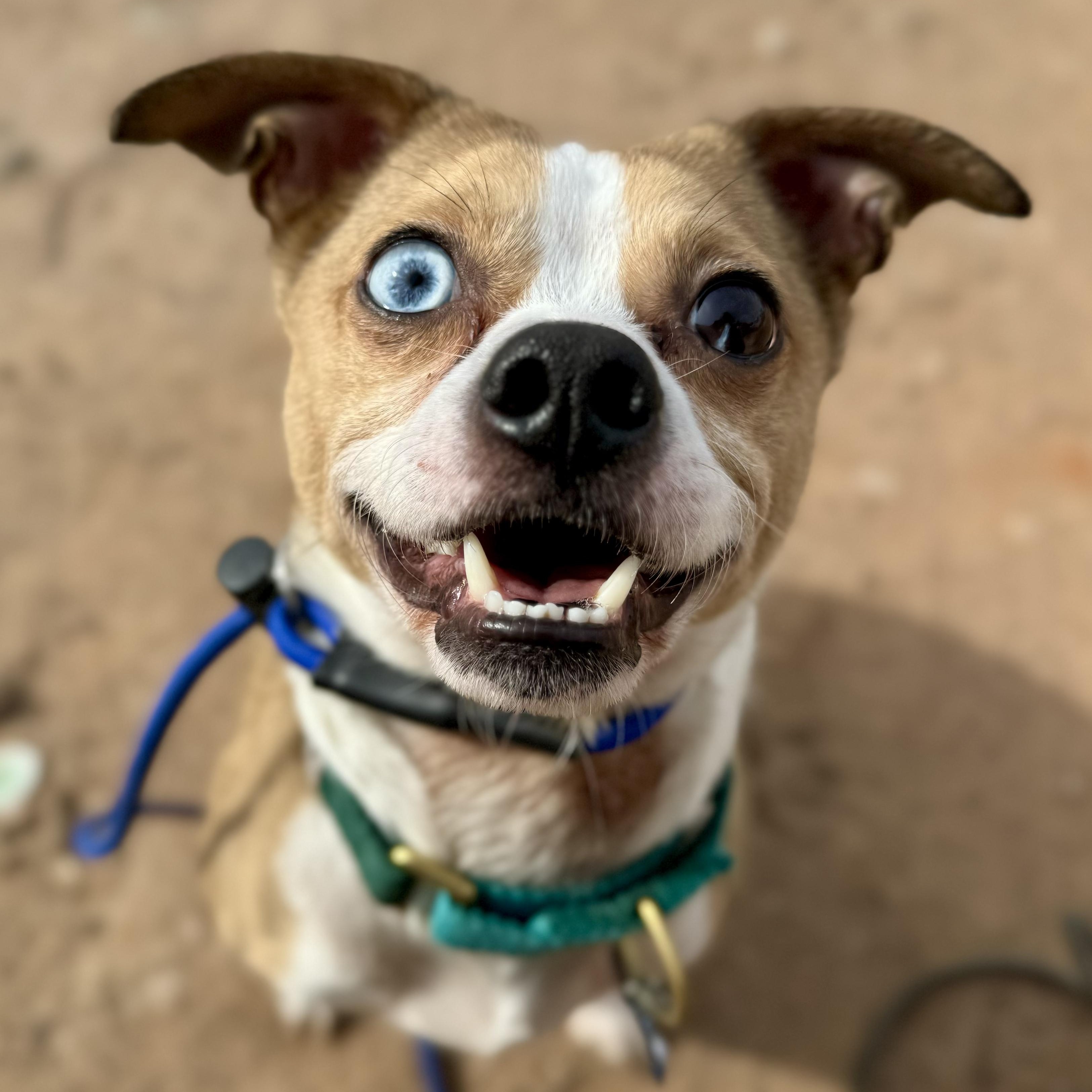 Steve, ADOPTABLE, Adult Male Chihuahua & Pit Bull Terrier.