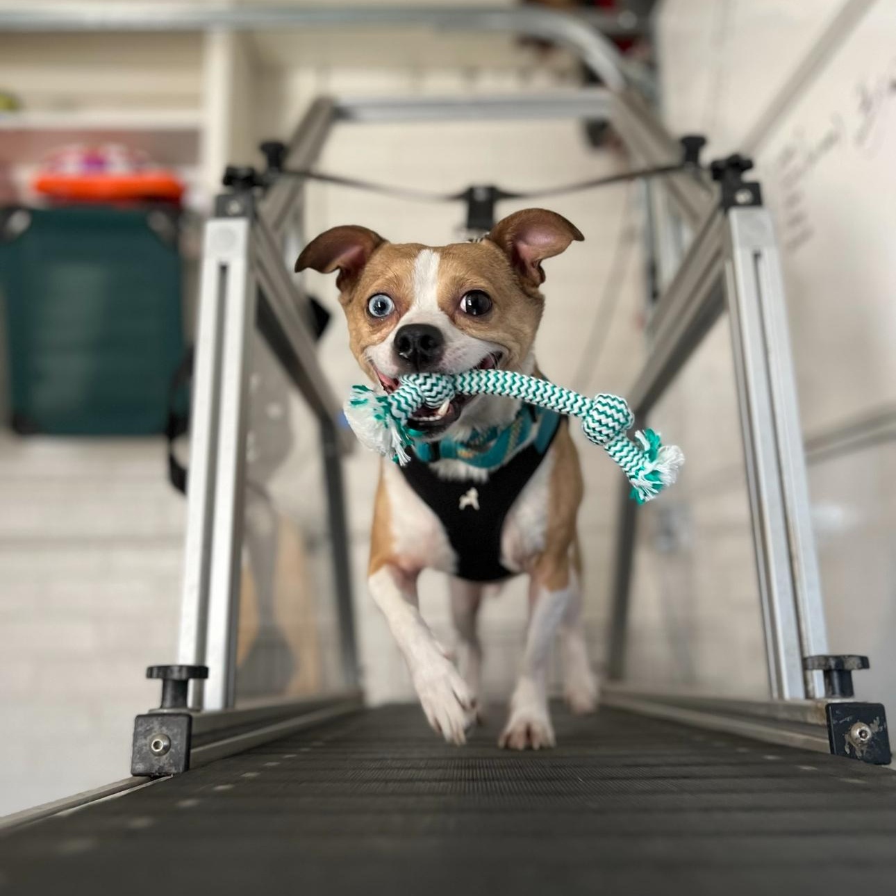 Enlarge Steve, a ADOPTABLE mixed breed in Goodyear, AZ image 3/4