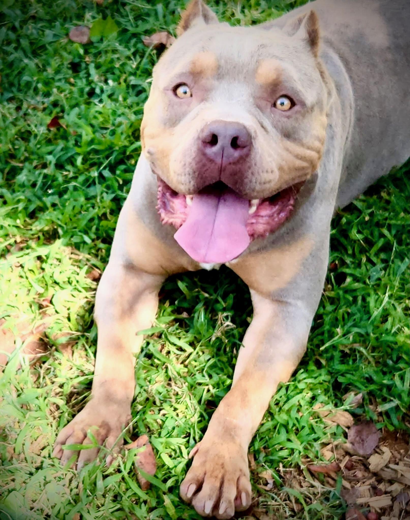 Enlarge Vinnie Van GoGo, a ADOPTABLE American Bully in Powell, TN image 1/1
