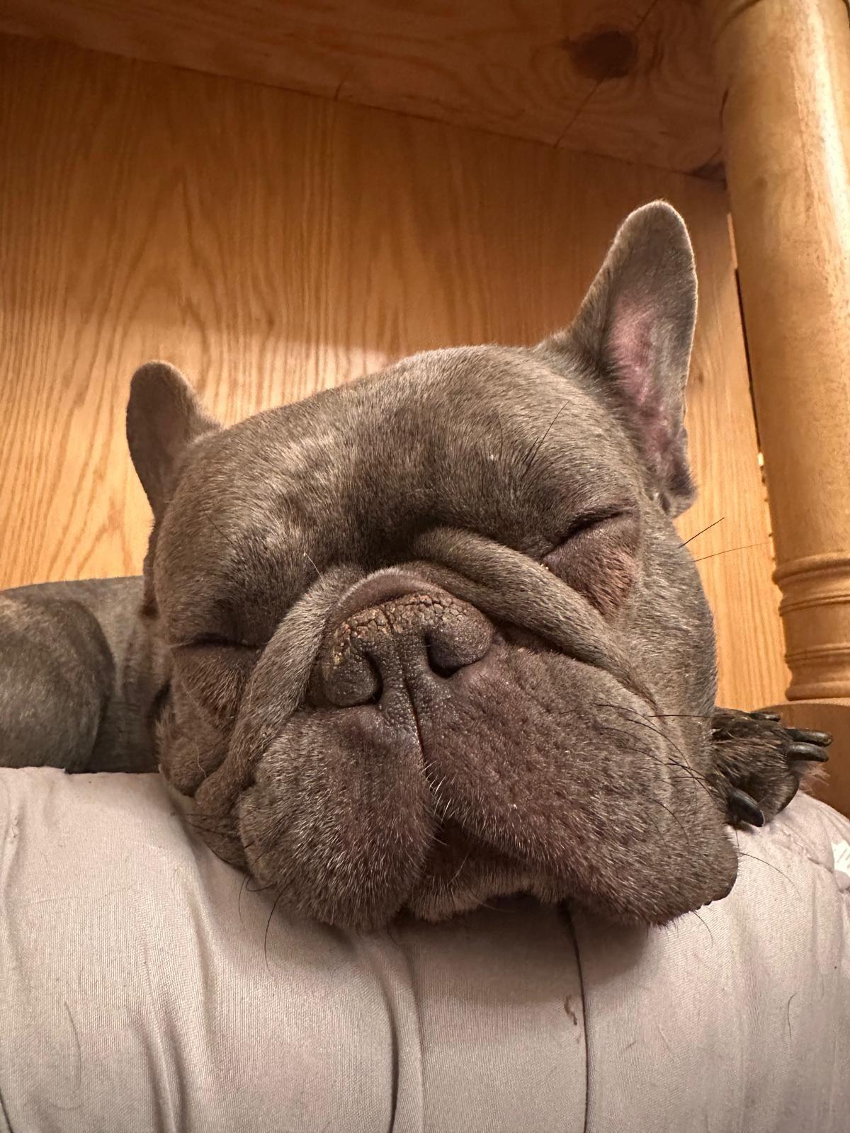 Enlarge Colette, an adopted French Bulldog in Los Angeles, CA image 2/6