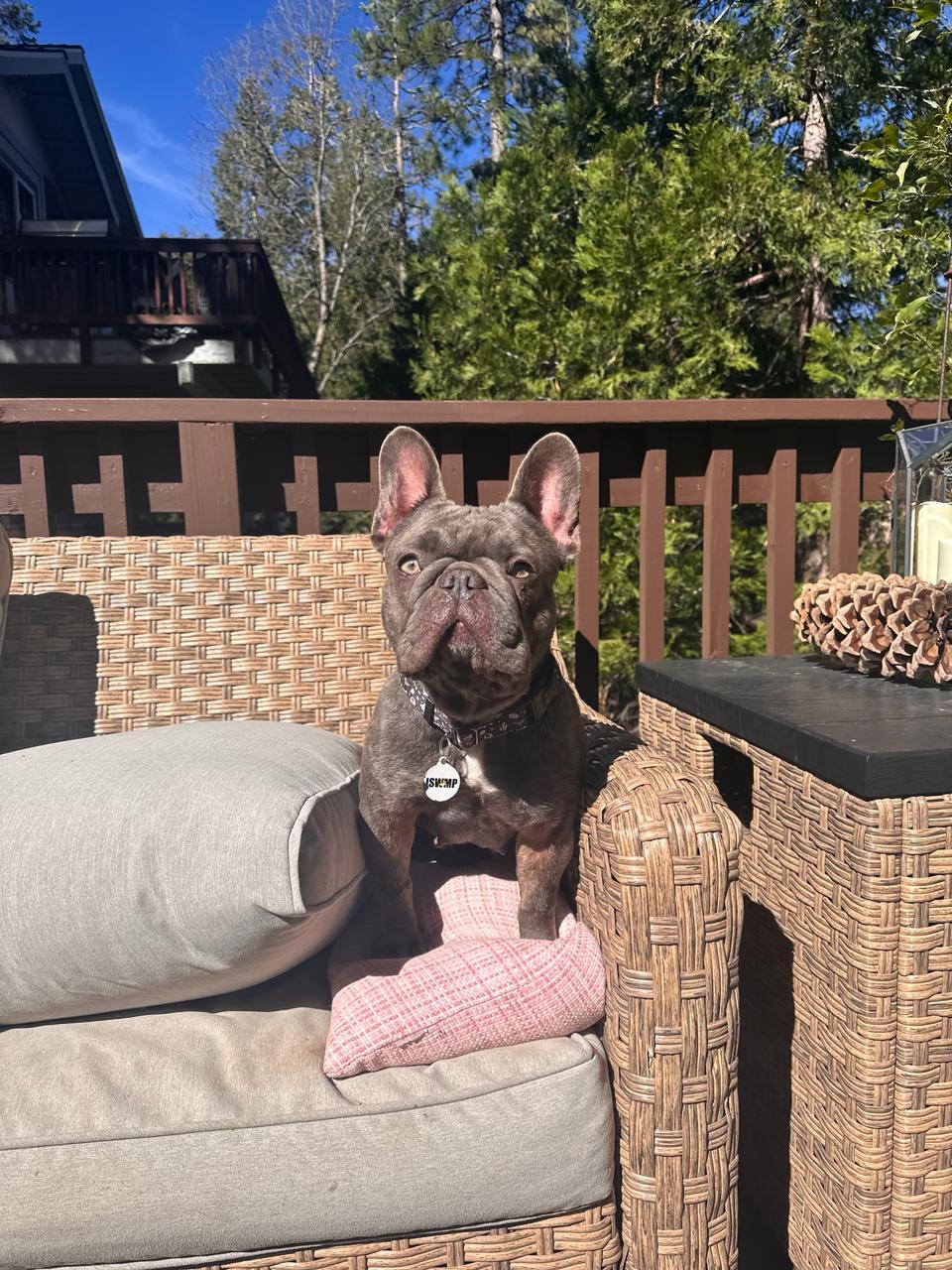 Enlarge Colette, an adopted French Bulldog in Los Angeles, CA image 6/6