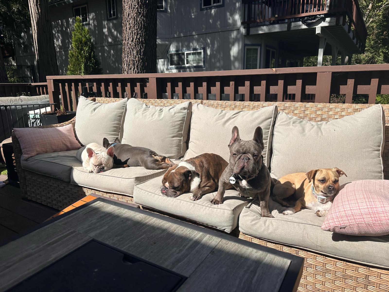 Enlarge Colette, an adopted French Bulldog in Los Angeles, CA image 4/6