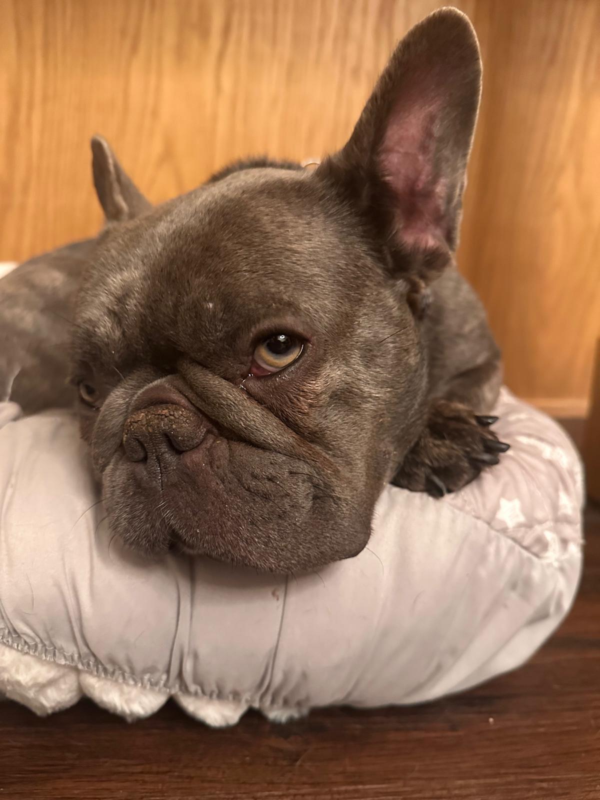 Enlarge Colette, an adopted French Bulldog in Los Angeles, CA image 5/6