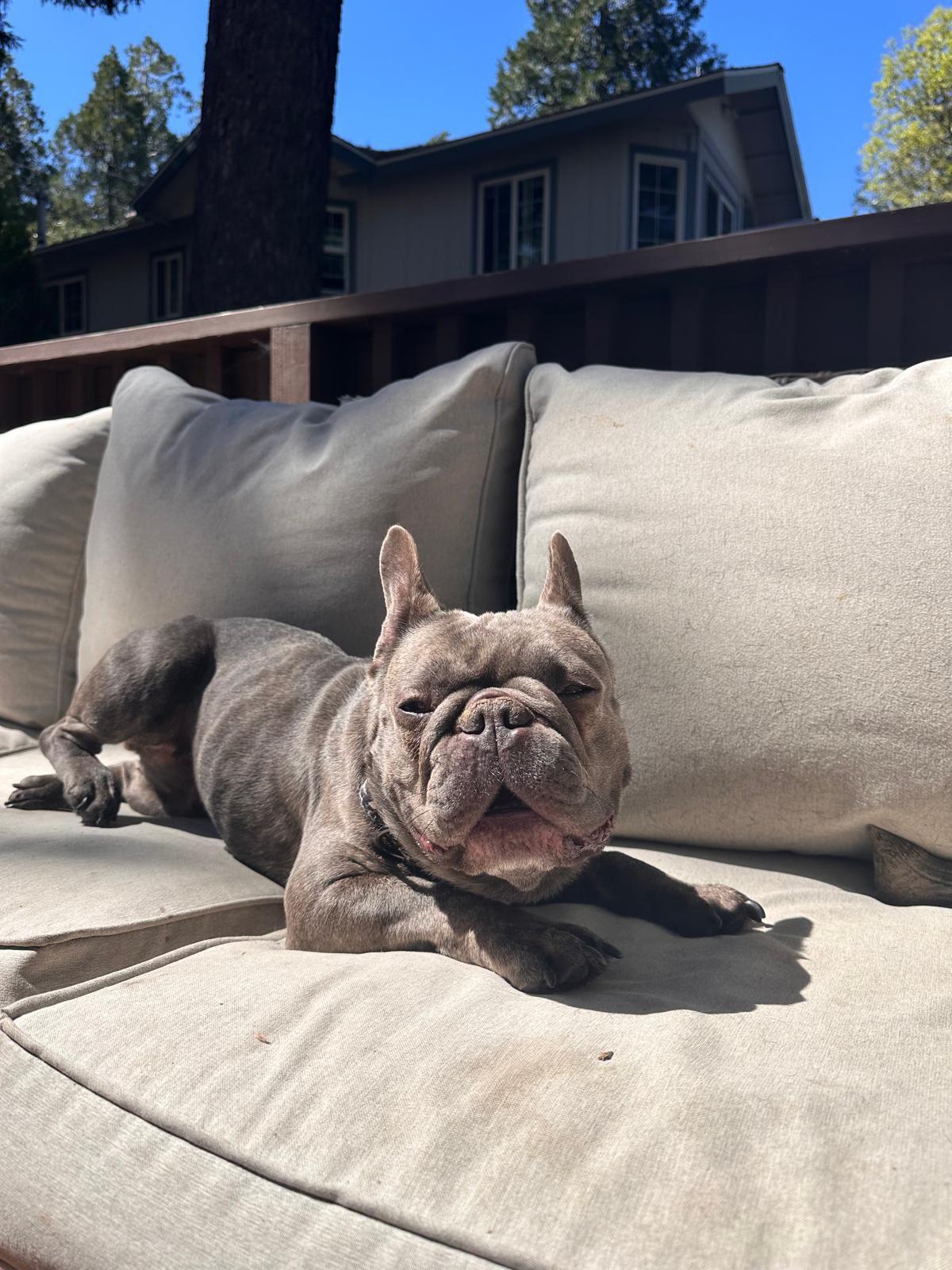 Enlarge Colette, an adopted French Bulldog in Los Angeles, CA image 3/6