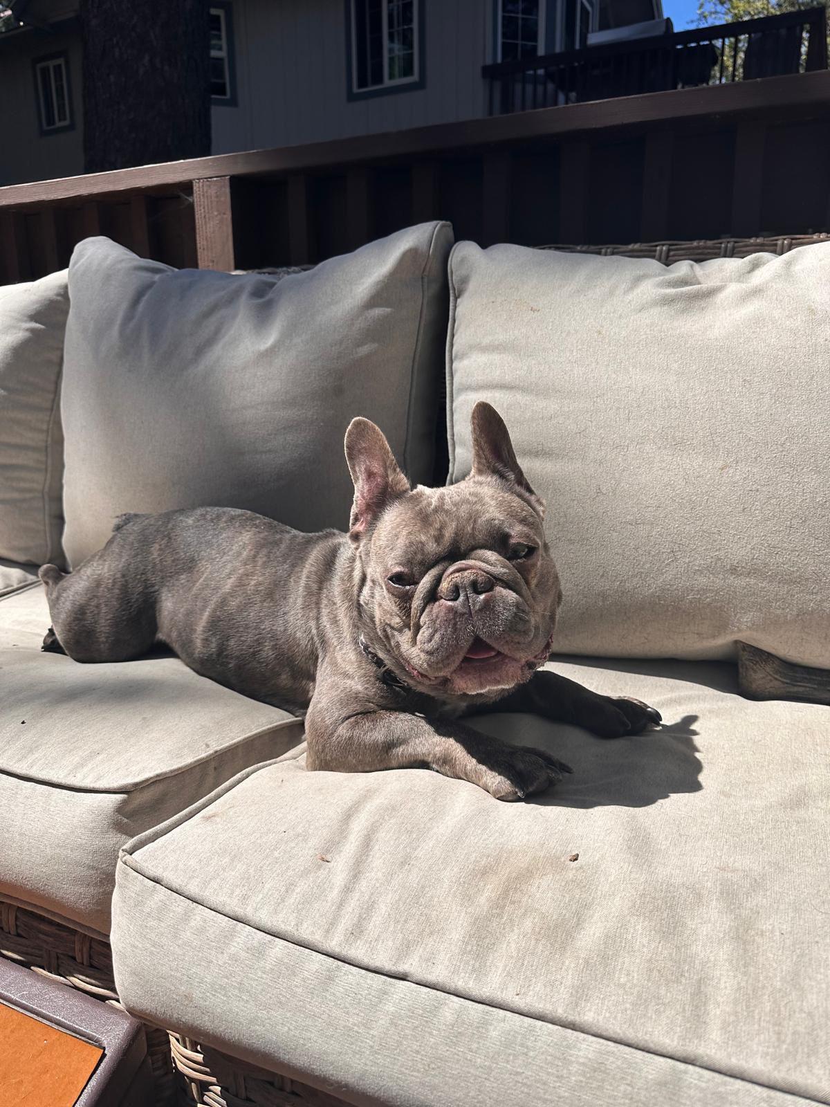 Colette, adopted, Adult Female French Bulldog.