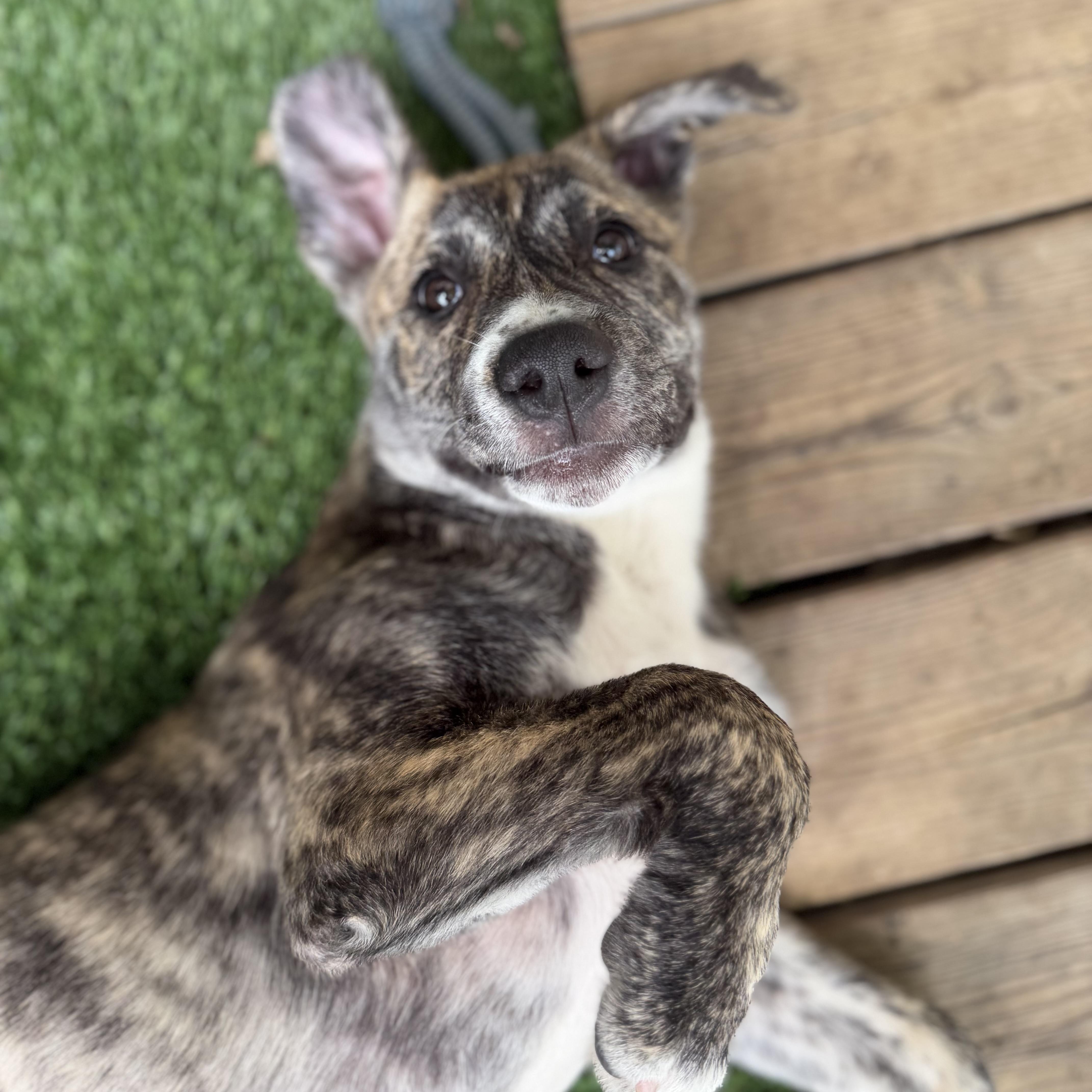 Enlarge Jan, a Adoptable Mixed Breed in Burbank, CA image 6/6