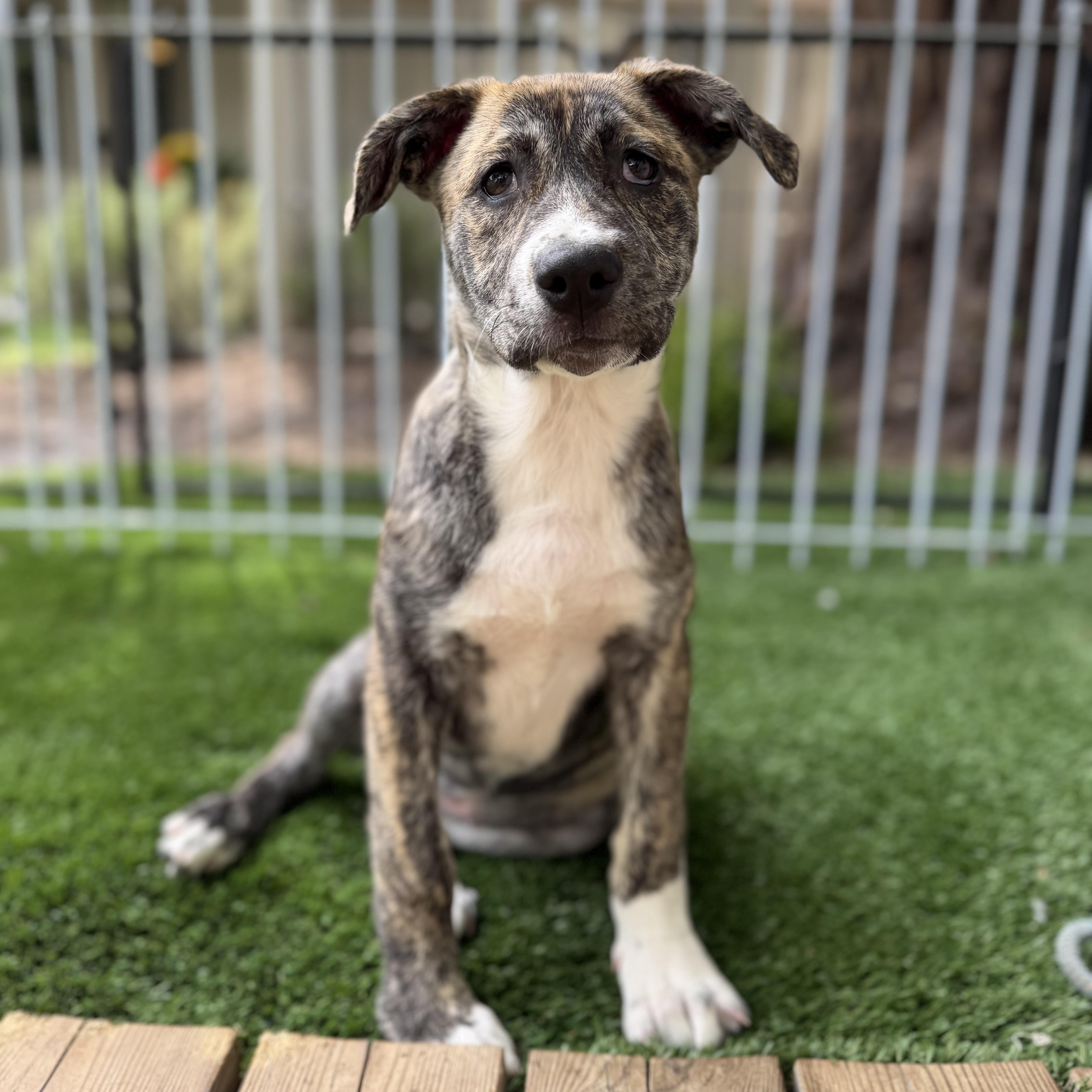 Enlarge Jan, a Adoptable Mixed Breed in Burbank, CA image 4/6