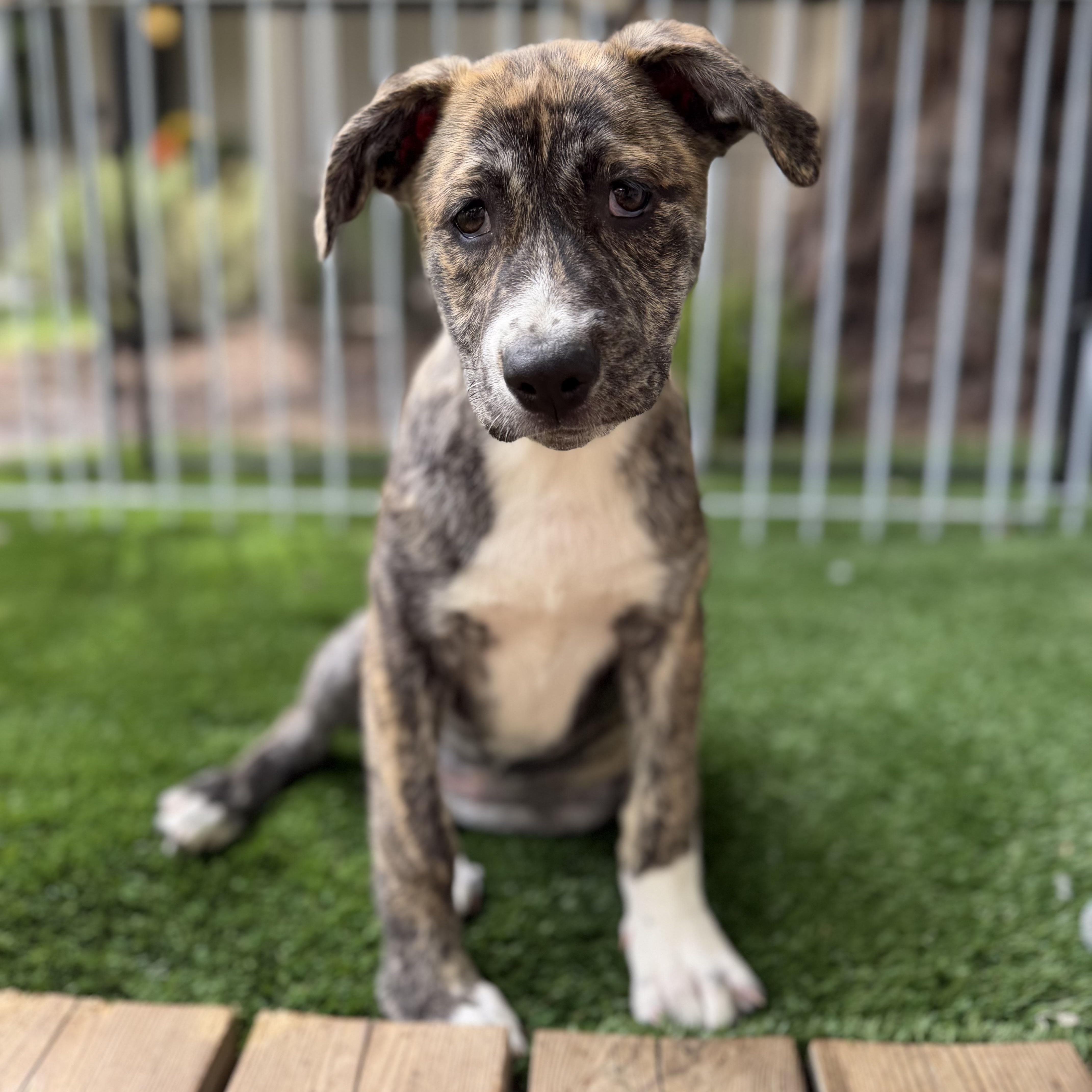 Enlarge Jan, a Adoptable Mixed Breed in Burbank, CA image 5/6