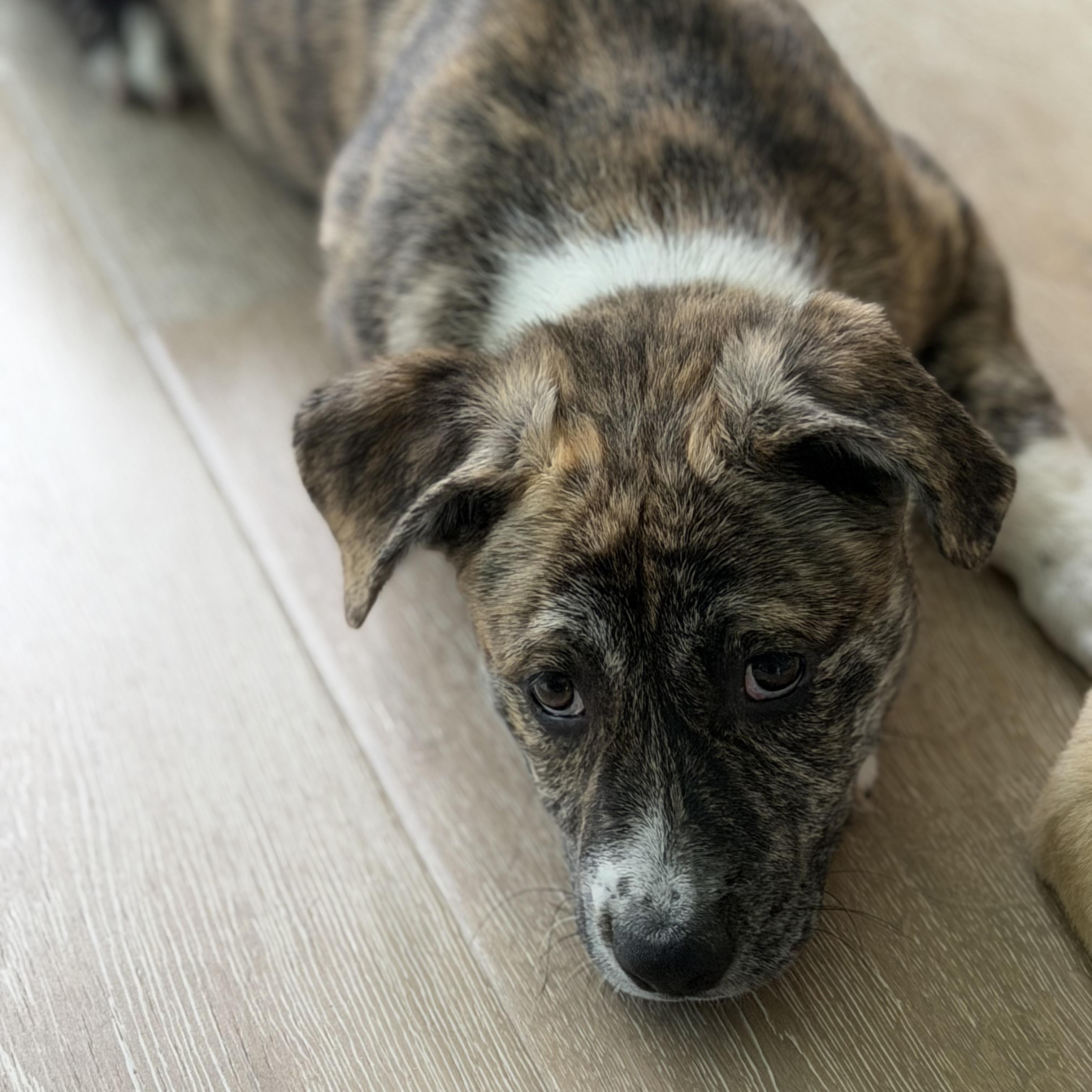 Enlarge Jan, a Adoptable Mixed Breed in Burbank, CA image 2/6