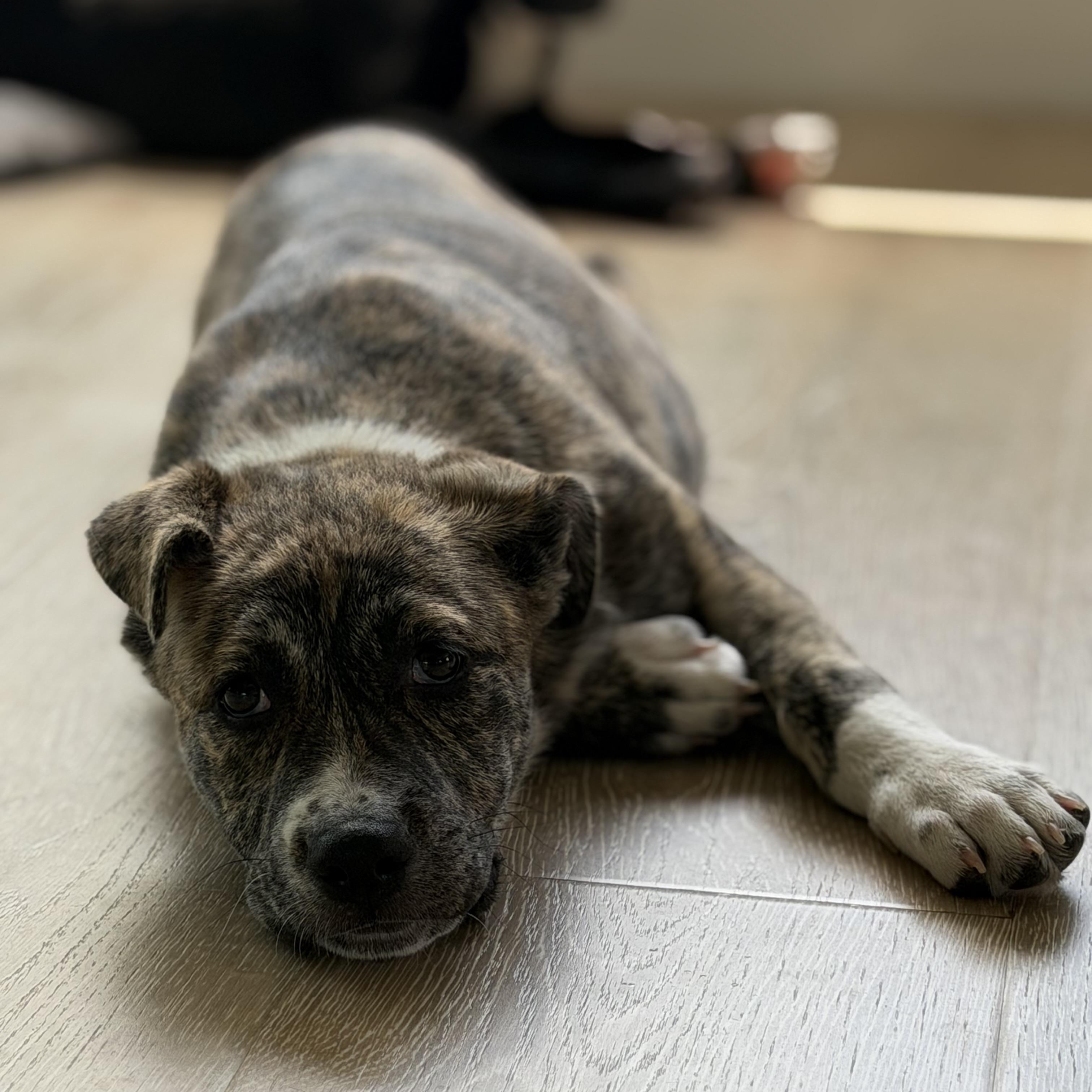 Enlarge Jan, a Adoptable Mixed Breed in Burbank, CA image 3/6