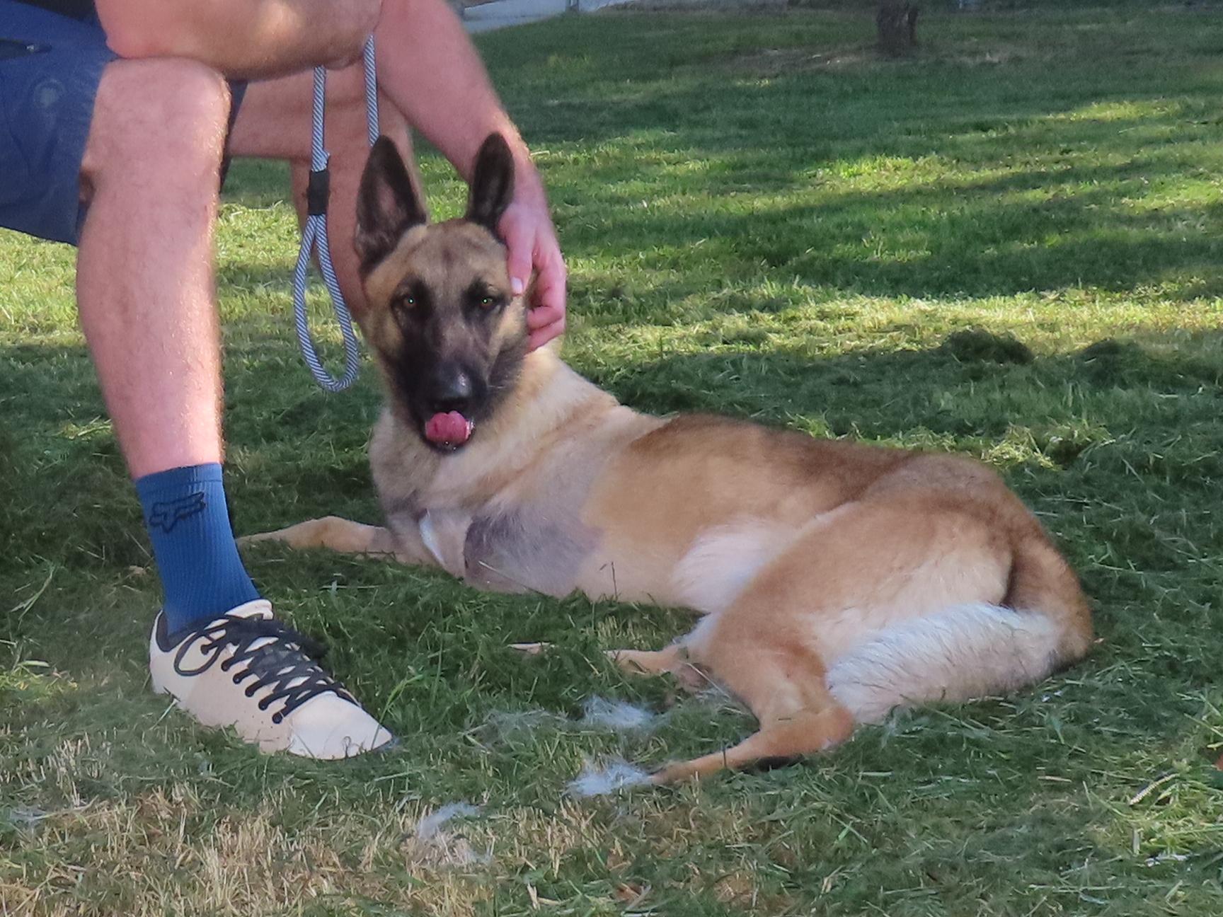 Enlarge Armand 26C-142, a ADOPTABLE German Shepherd Dog in Rogers, AR image 2/5