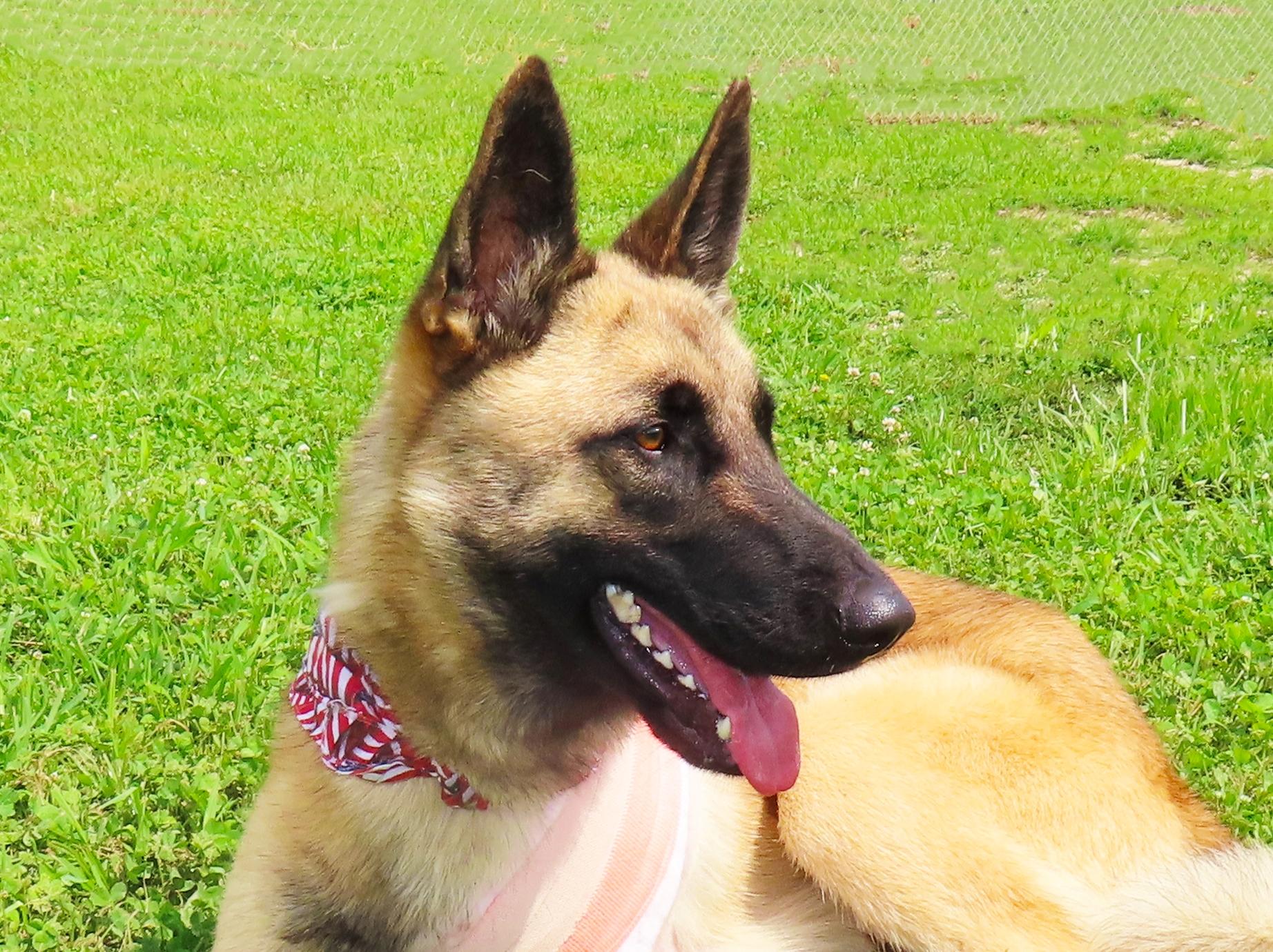 Armand 26C-142, ADOPTABLE, Young Male German Shepherd Dog.