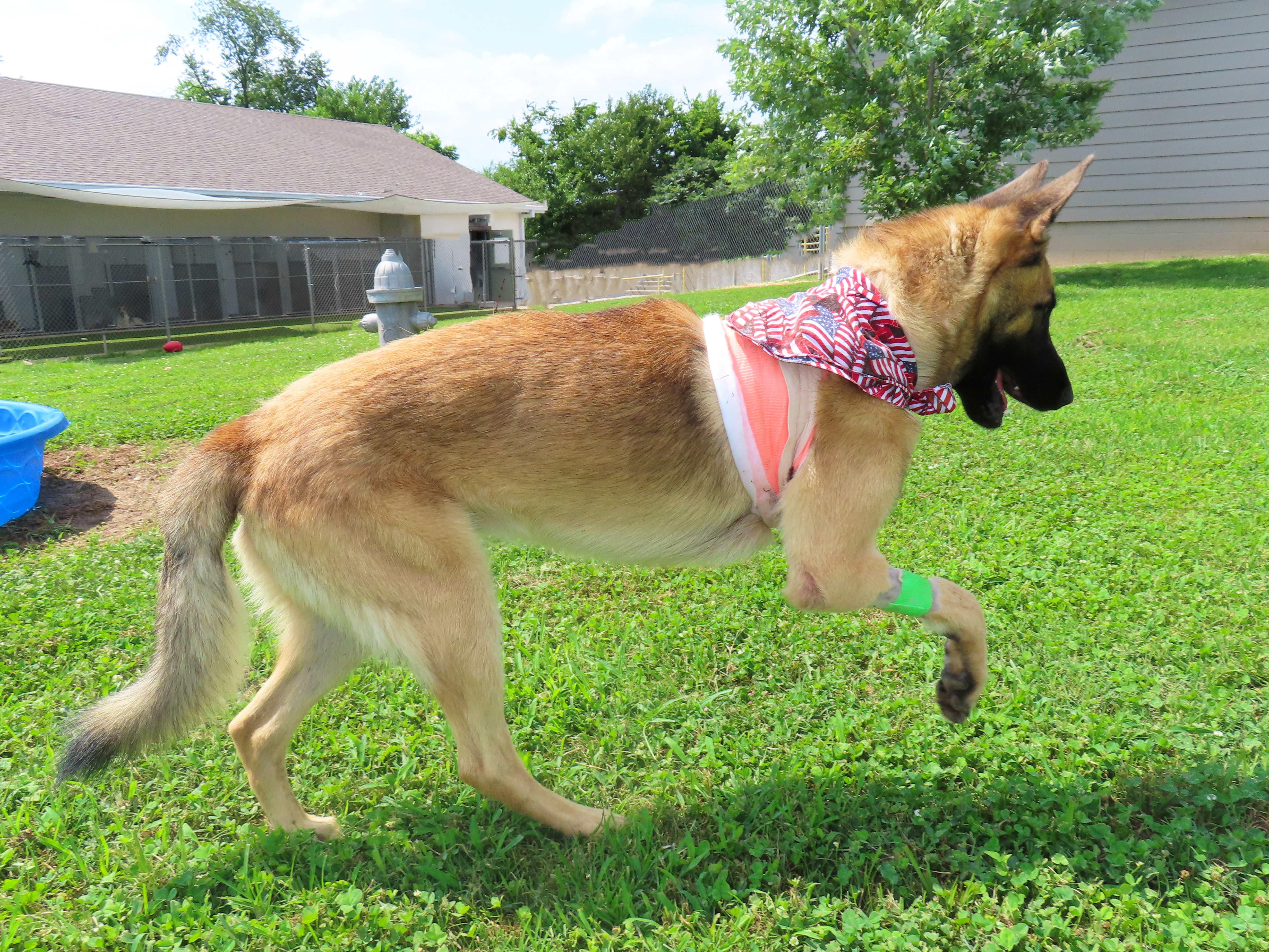 Enlarge Armand 26C-142, a ADOPTABLE German Shepherd Dog in Rogers, AR image 4/5