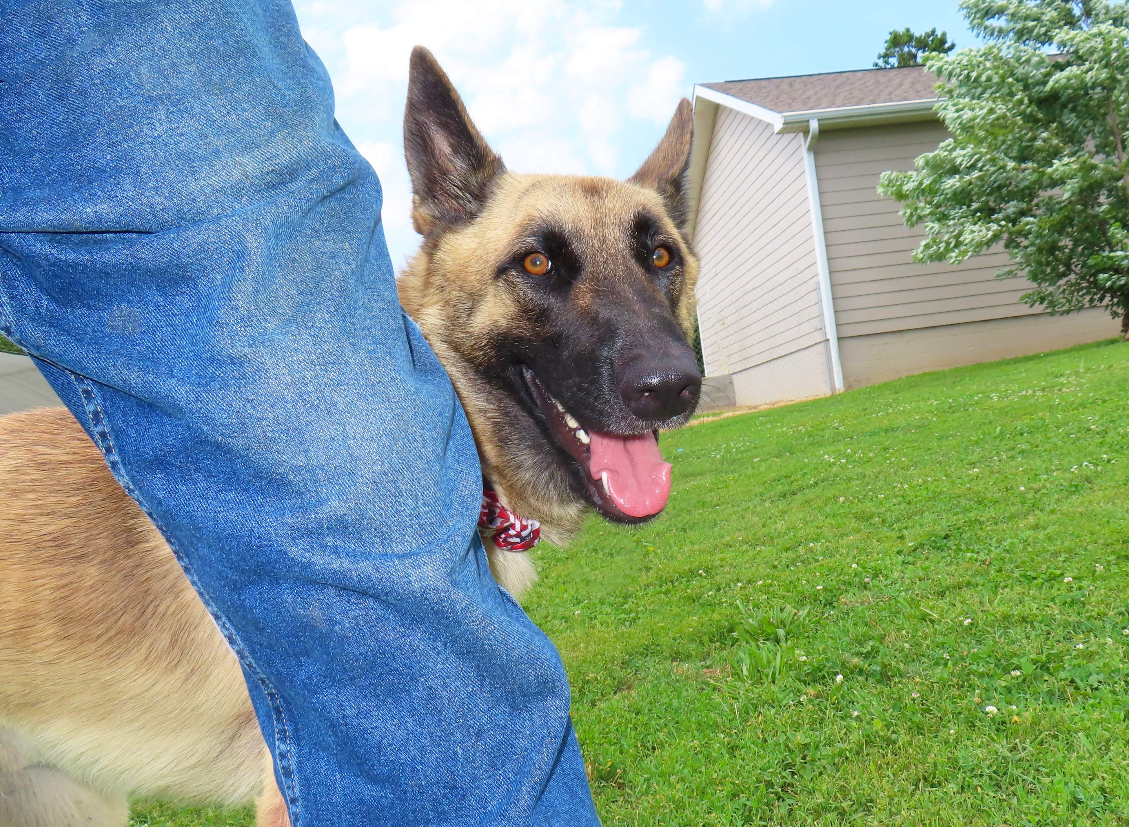 Enlarge Armand 26C-142, a ADOPTABLE German Shepherd Dog in Rogers, AR image 5/5