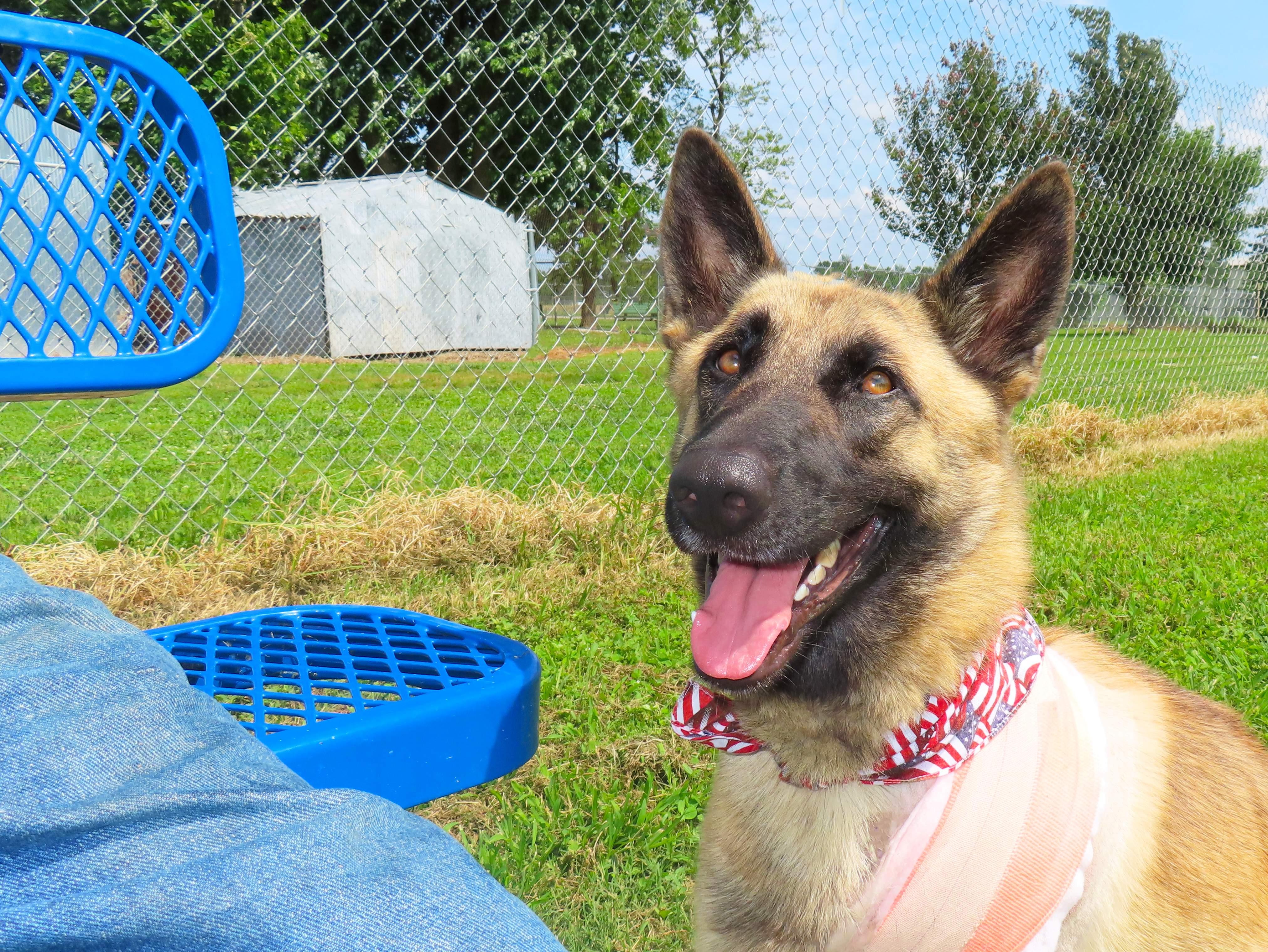 Enlarge Armand 26C-142, a ADOPTABLE German Shepherd Dog in Rogers, AR image 3/5