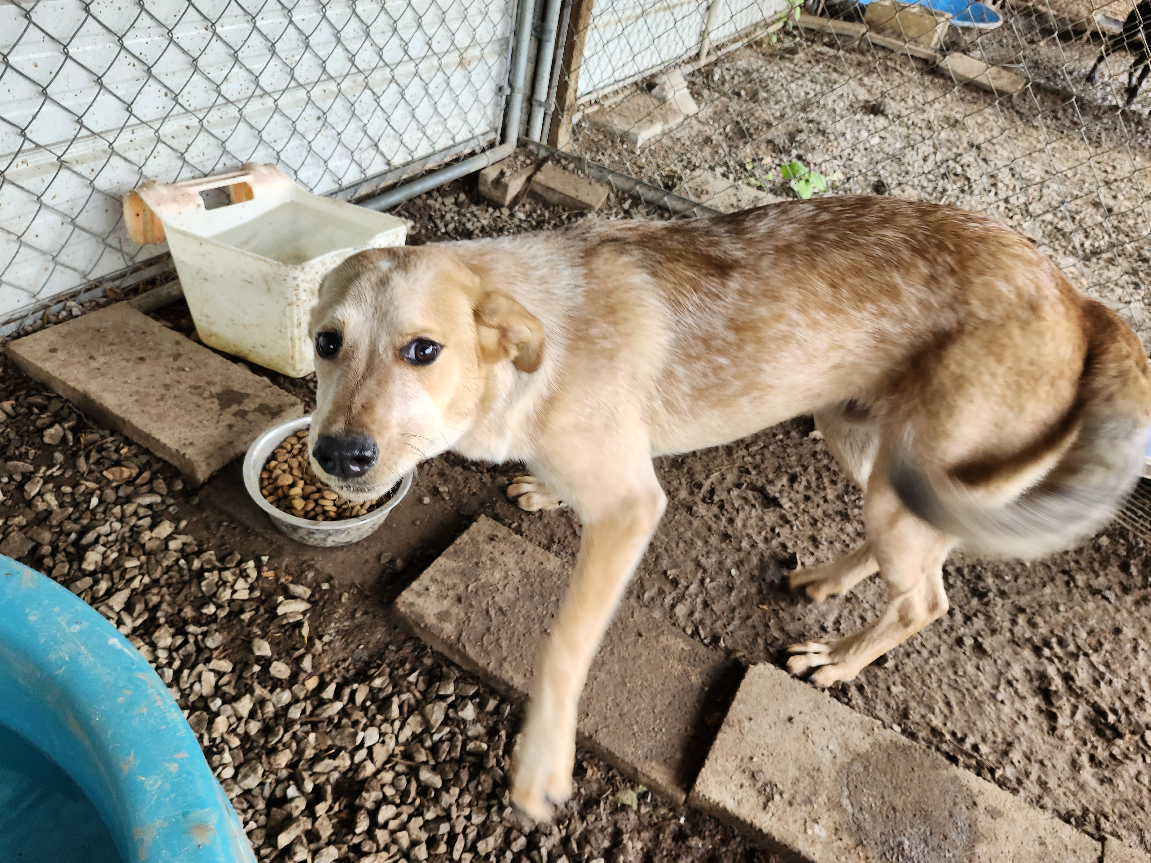 Bagel, Adoptable, Young Male Jack Russell Terrier & Redbone Coonhound.