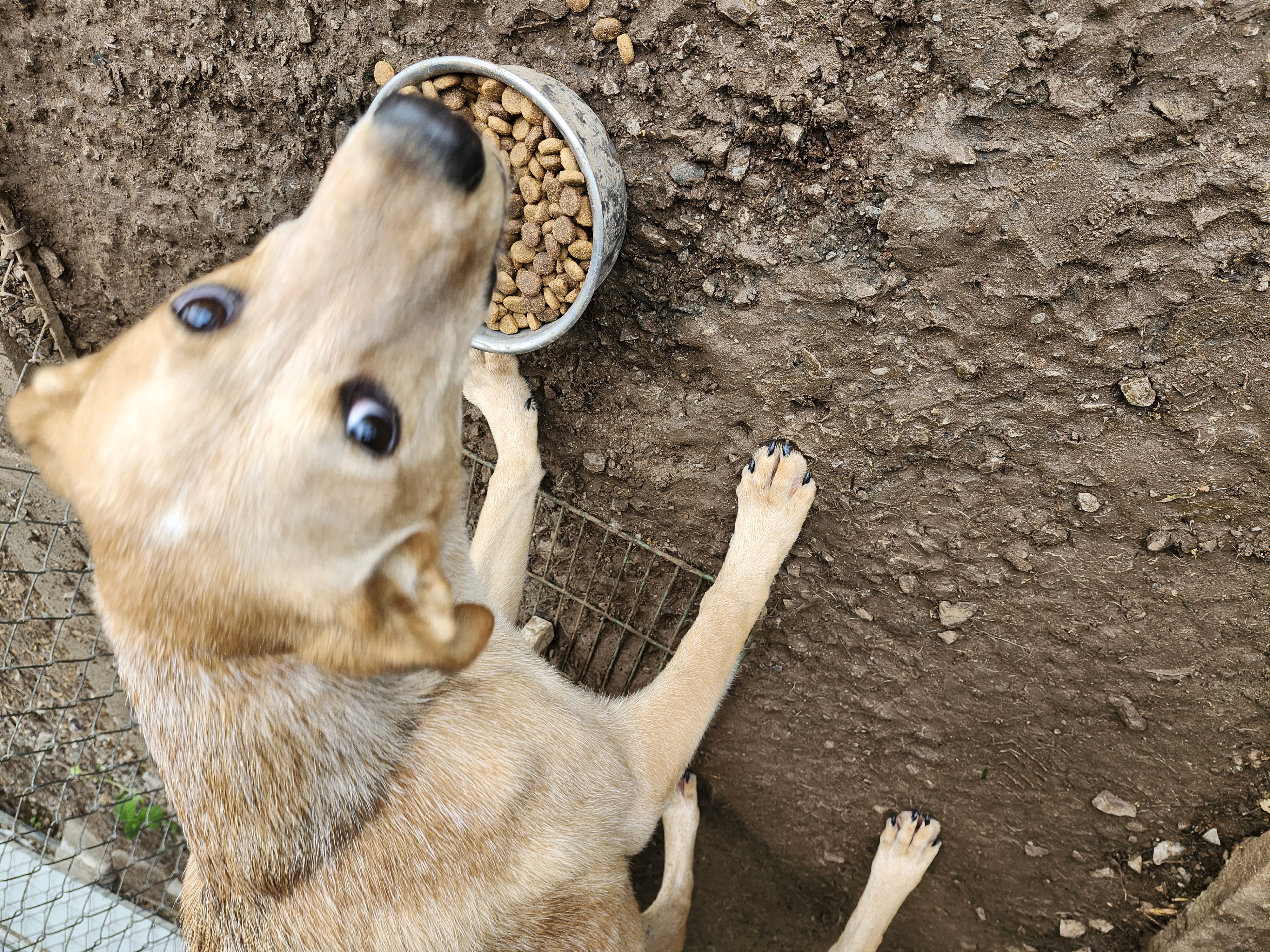 Bagel, a Adoptable mixed breed in Hartselle, AL image 2/3