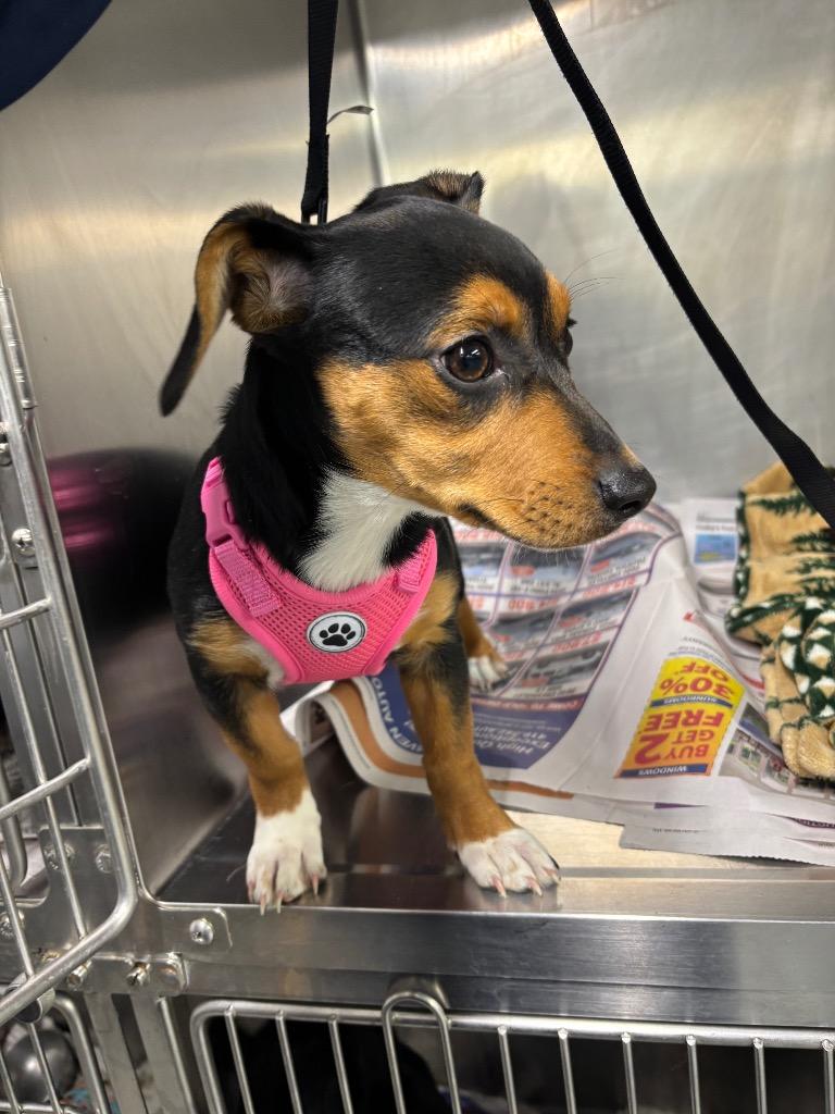 Enlarge Dixie, a Adopted mixed breed in Findlay, OH image 1/1