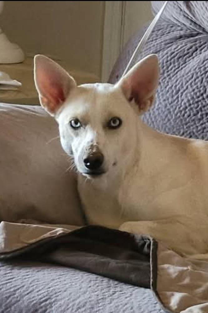 Sky, Adoptable, Adult Female Shepherd.