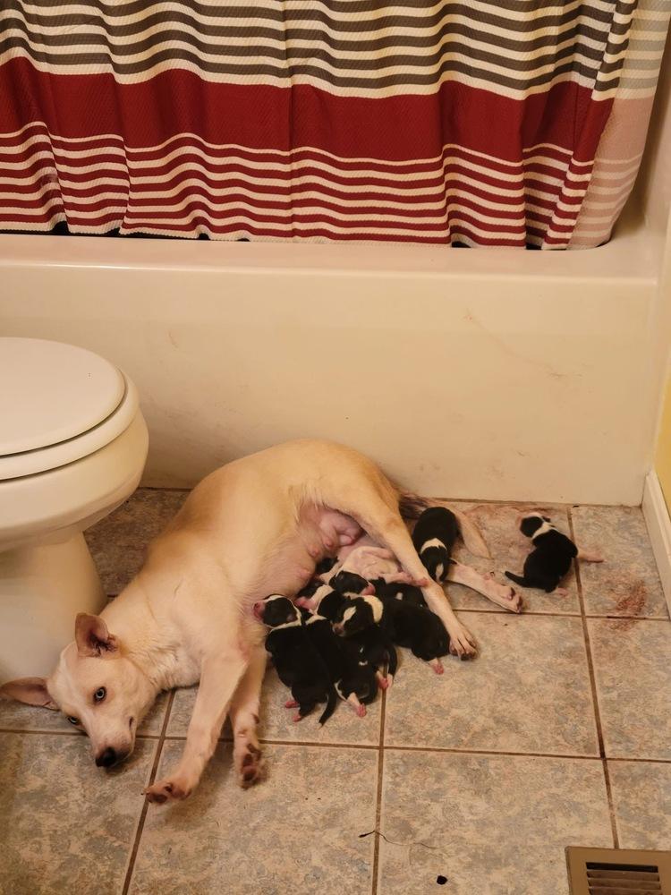 Enlarge Sky, a Adoptable mixed breed in Aurora, IN image 1/2