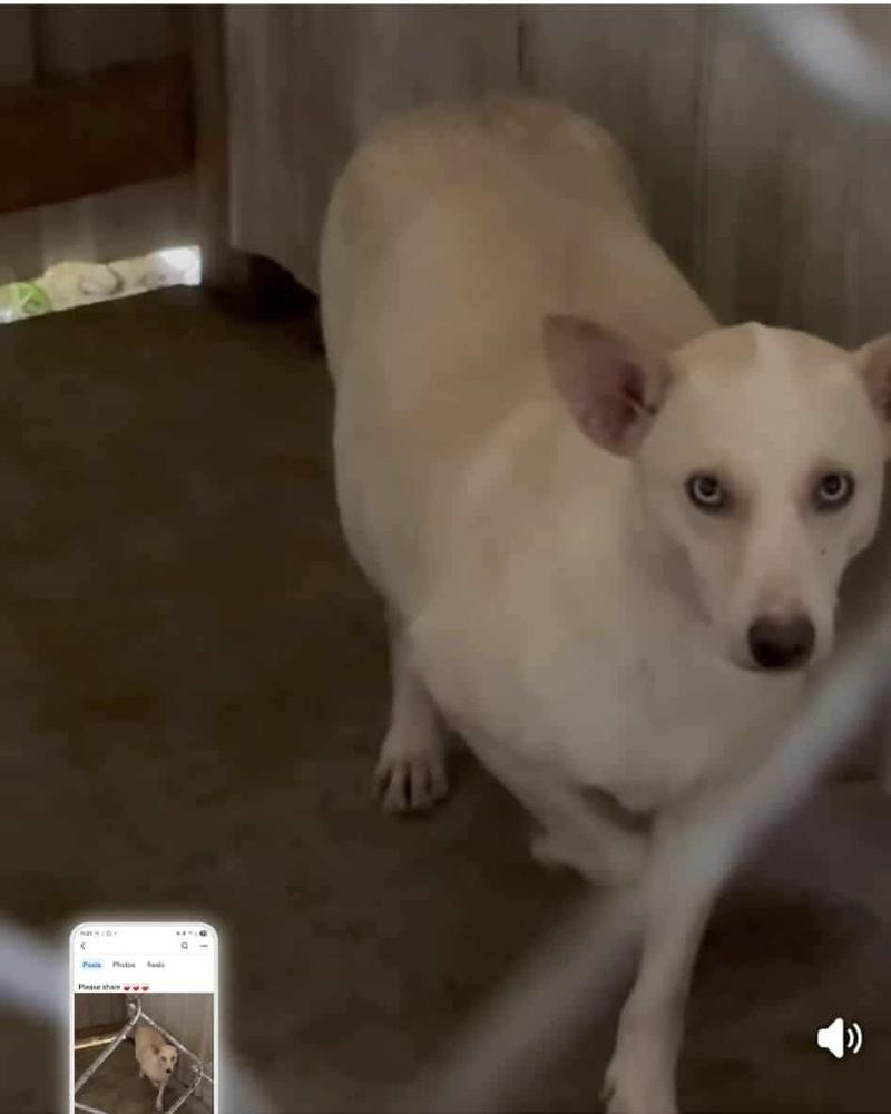 Enlarge Sky, a Adoptable mixed breed in Aurora, IN image 2/2