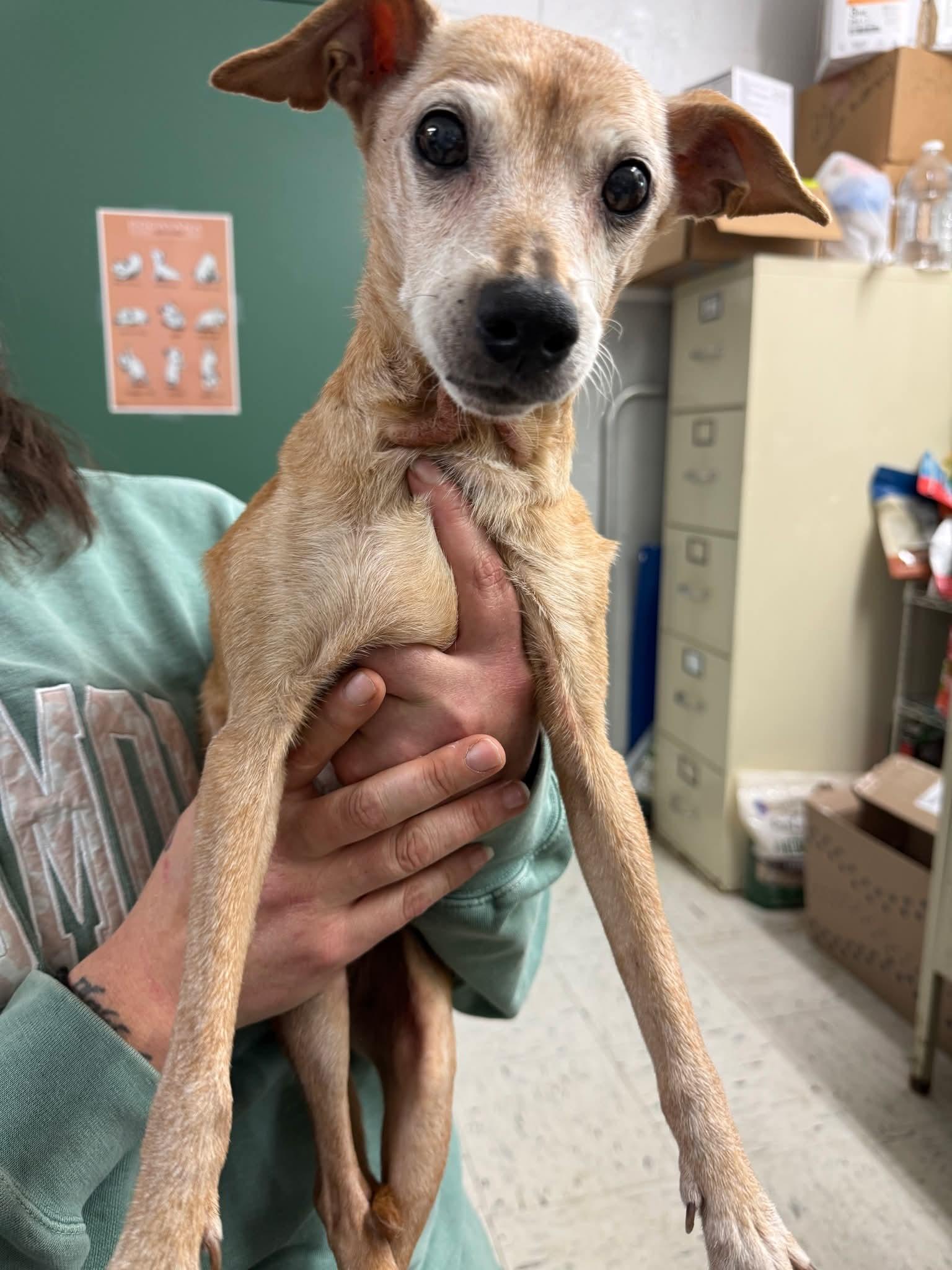 Buffy, Adoptable, Senior Female Chihuahua.