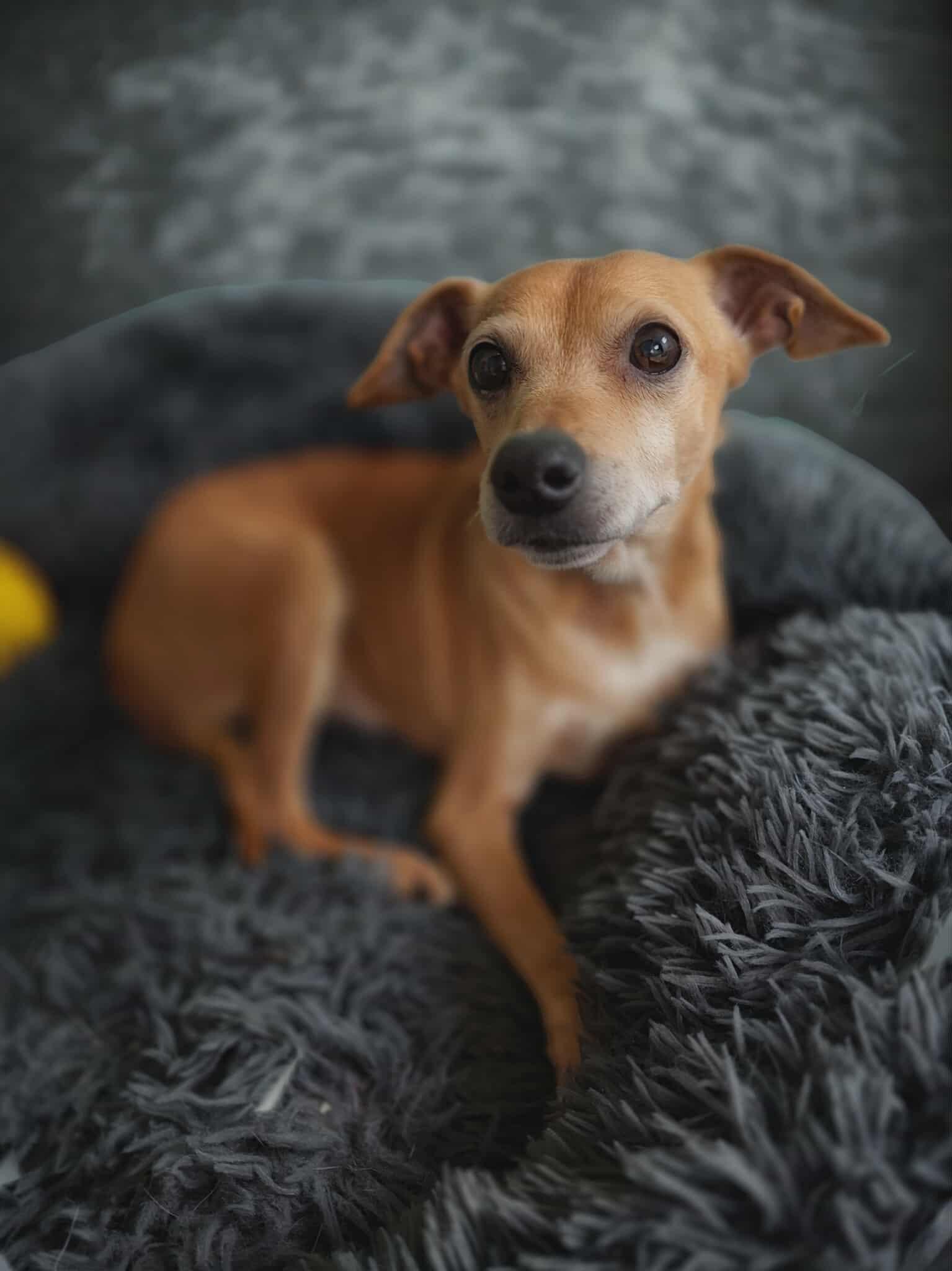 Buffy, a other mixed breed in Harrodsburg, KY image 1/2