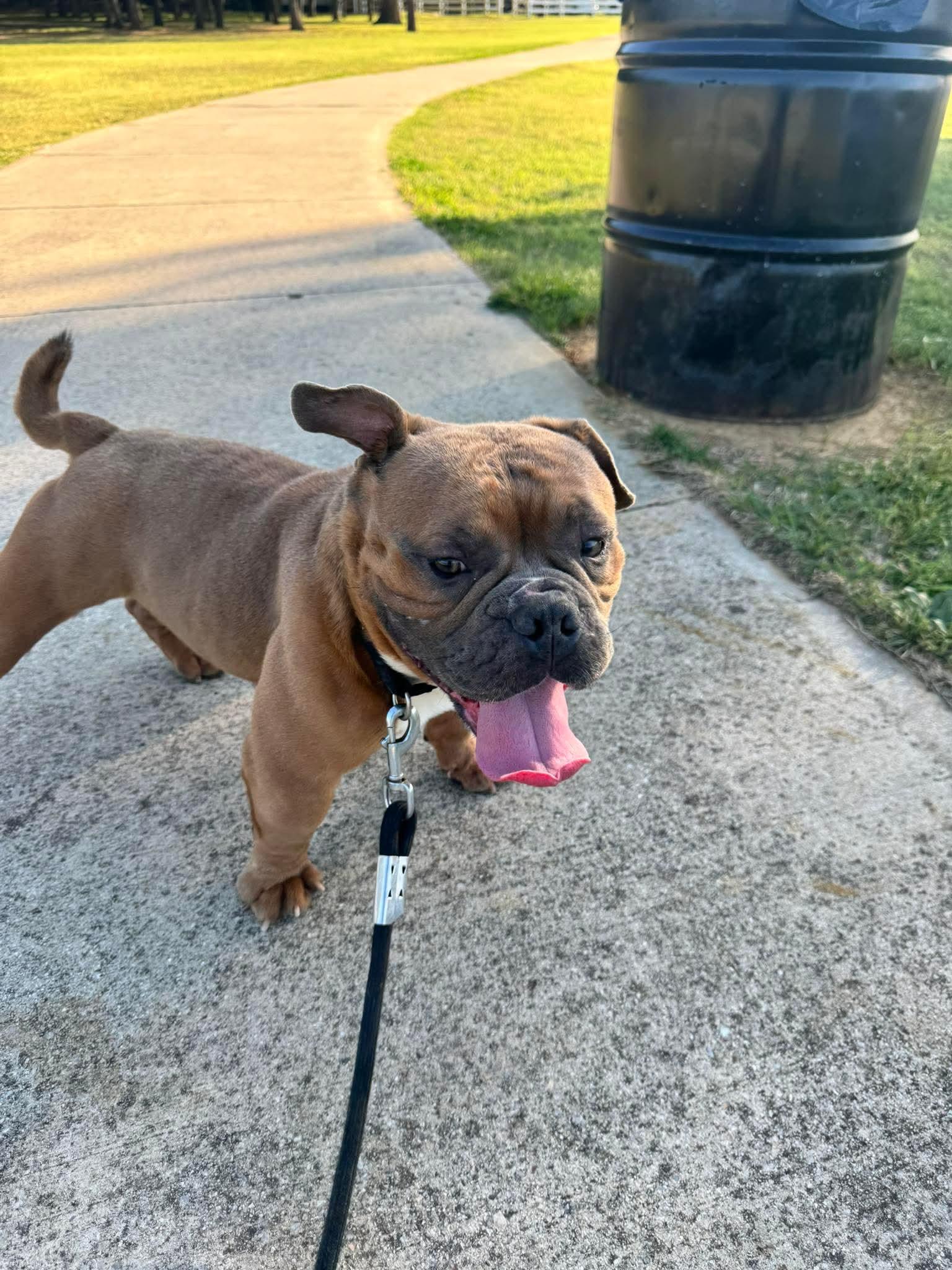Enlarge Spanky, a Adoptable English Bulldog in Arlee, MT image 2/3
