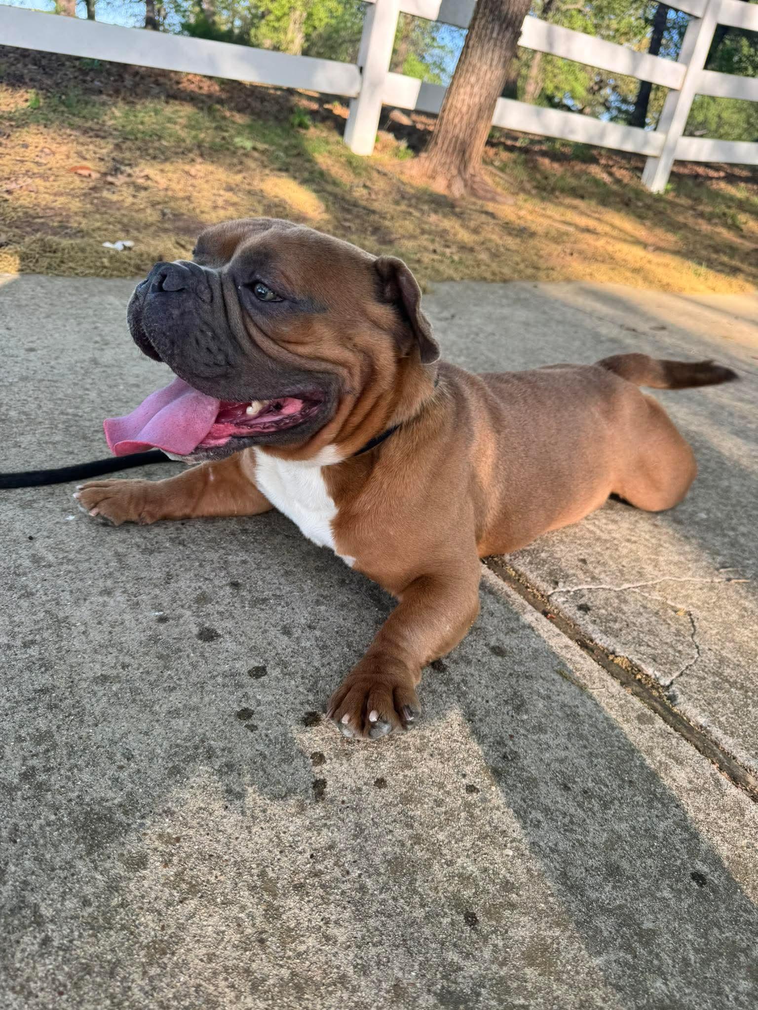 Enlarge Spanky, a Adoptable English Bulldog in Arlee, MT image 3/3