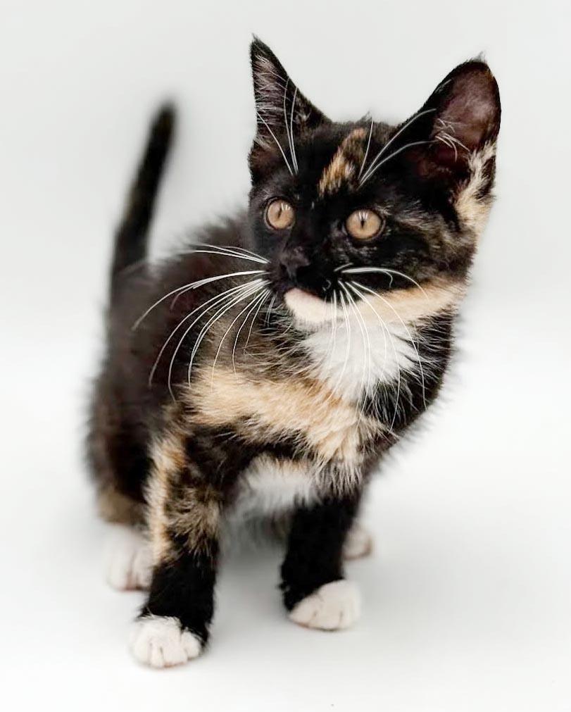 Pebbles is truly purrfect - WOW is she a doll, a Adoptable mixed breed in Bedford Hills, NY image 4/6
