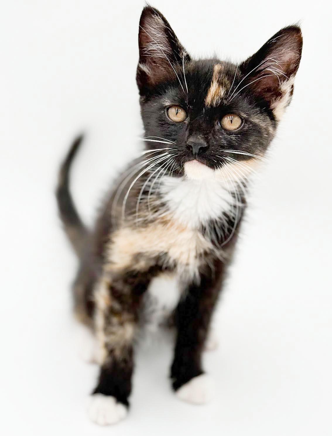 Pebbles is truly purrfect - WOW is she a doll, Adoptable, Kitten Female Calico & Tortoiseshell.
