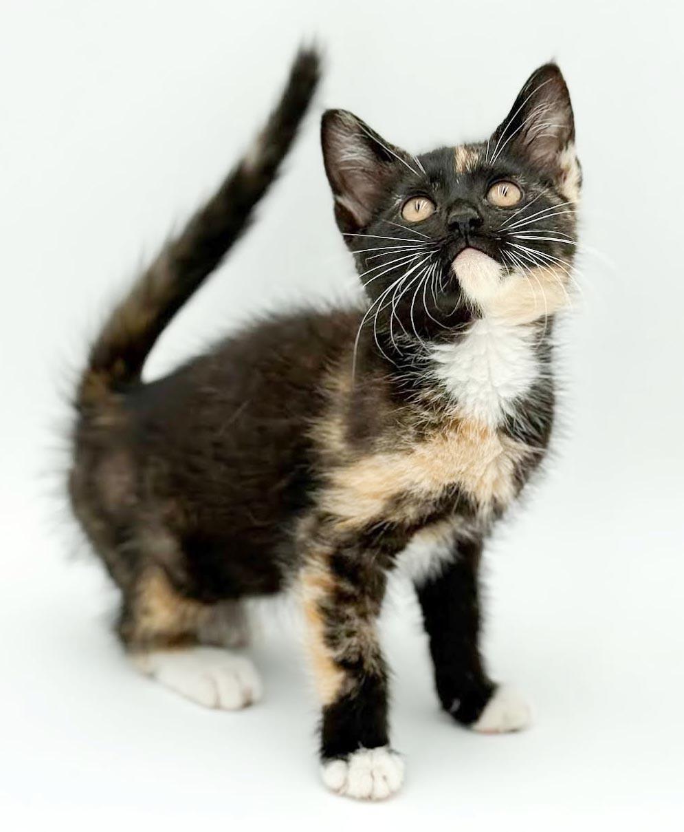 Pebbles is truly purrfect - WOW is she a doll, a Adoptable mixed breed in Bedford Hills, NY image 6/6