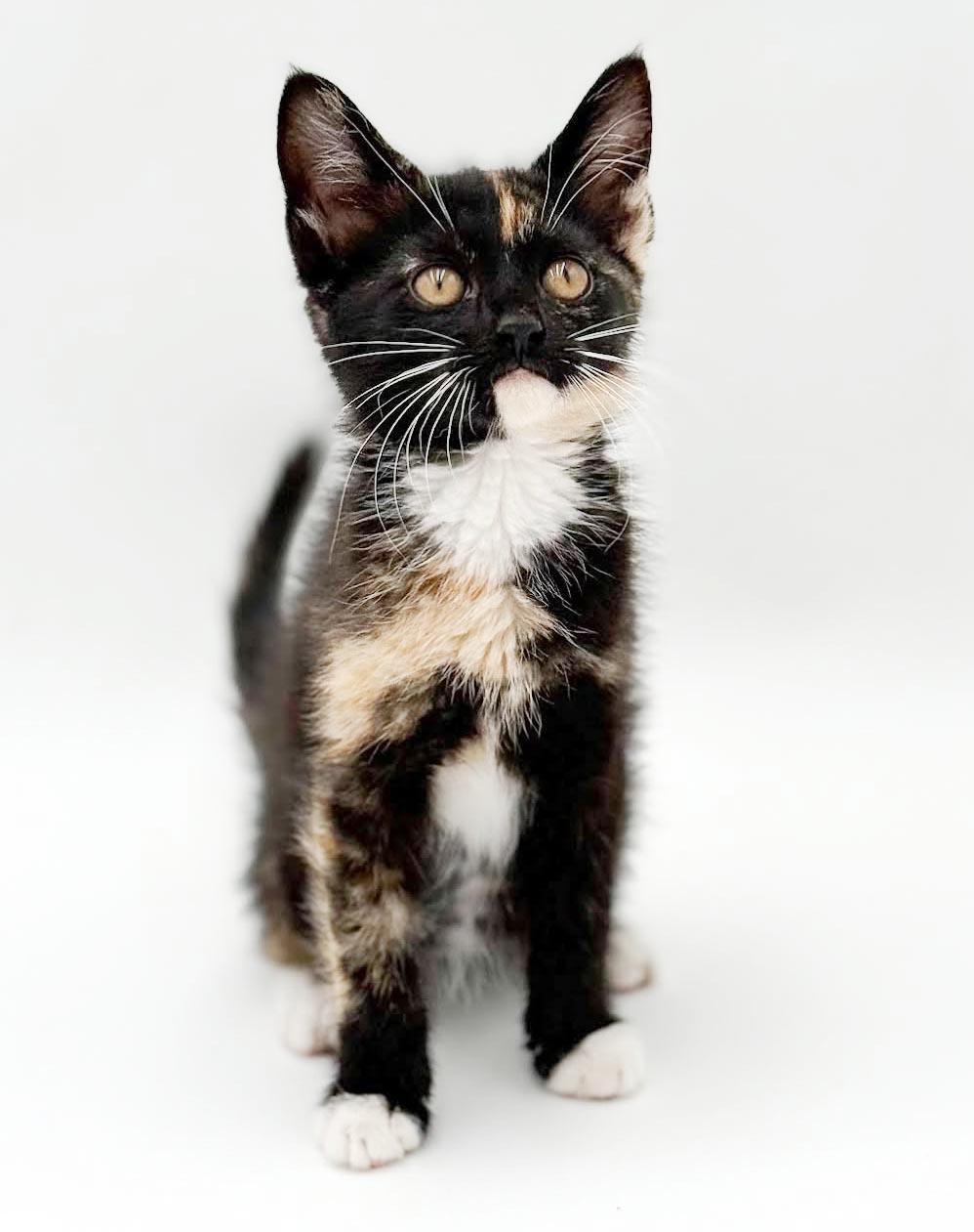 Pebbles is truly purrfect - WOW is she a doll, a Adoptable mixed breed in Bedford Hills, NY image 3/6