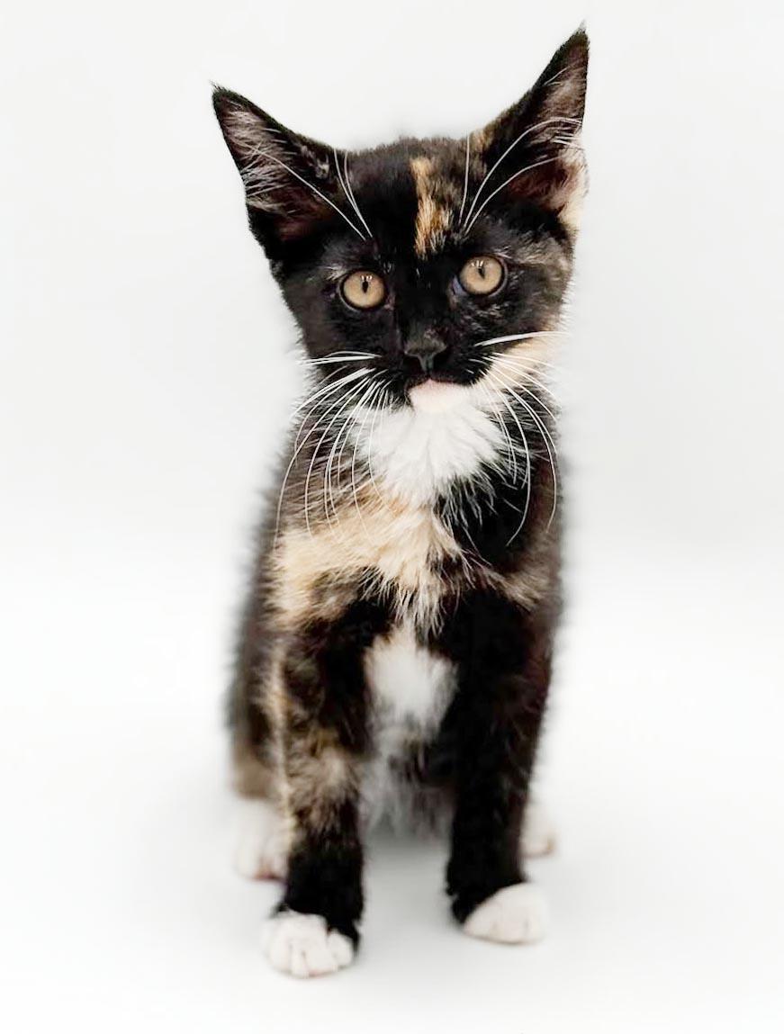 Pebbles is truly purrfect - WOW is she a doll, a Adoptable mixed breed in Bedford Hills, NY image 5/6