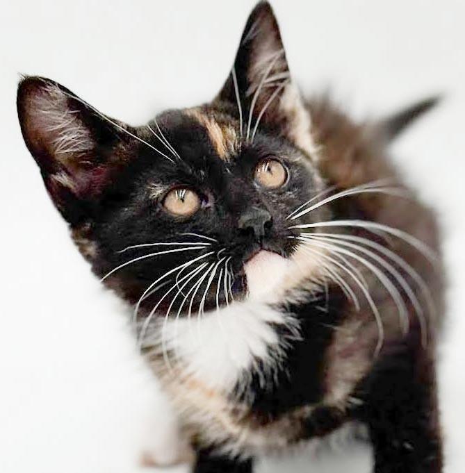 Pebbles is truly purrfect - WOW is she a doll, a Adoptable mixed breed in Bedford Hills, NY image 2/6