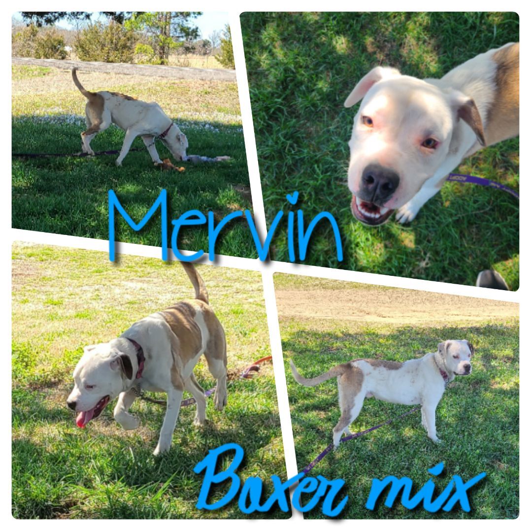 Mervin