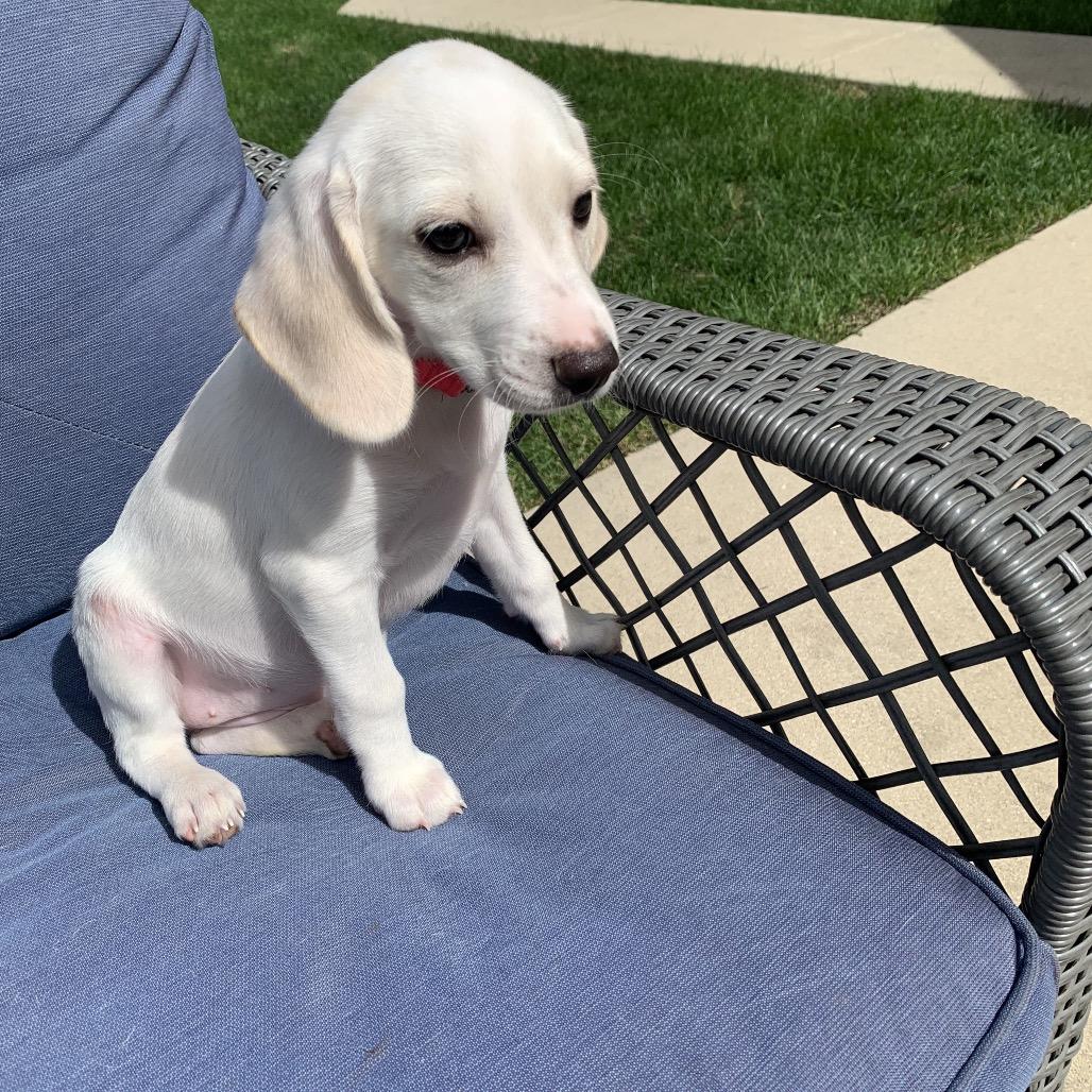 Praline, Adoptable, Puppy Female Beagle & Australian Cattle Dog / Blue Heeler.