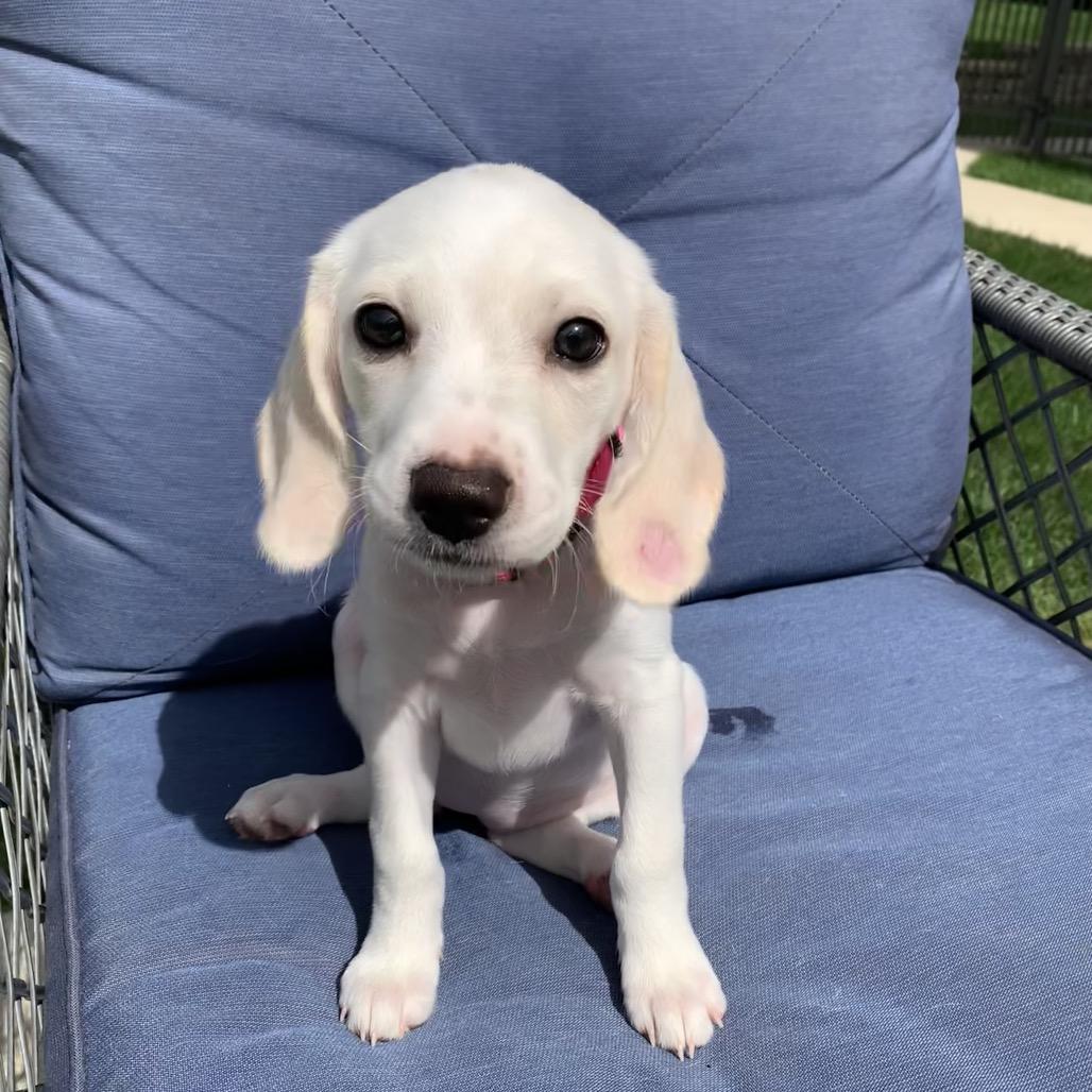 Enlarge Praline, a Adoptable mixed breed in Joliet, IL image 2/3