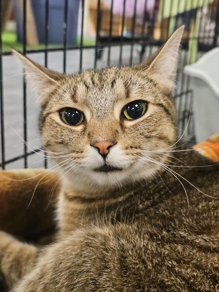 Enlarge Dorito, a Adoptable mixed breed in St. Cloud, MN image 2/4
