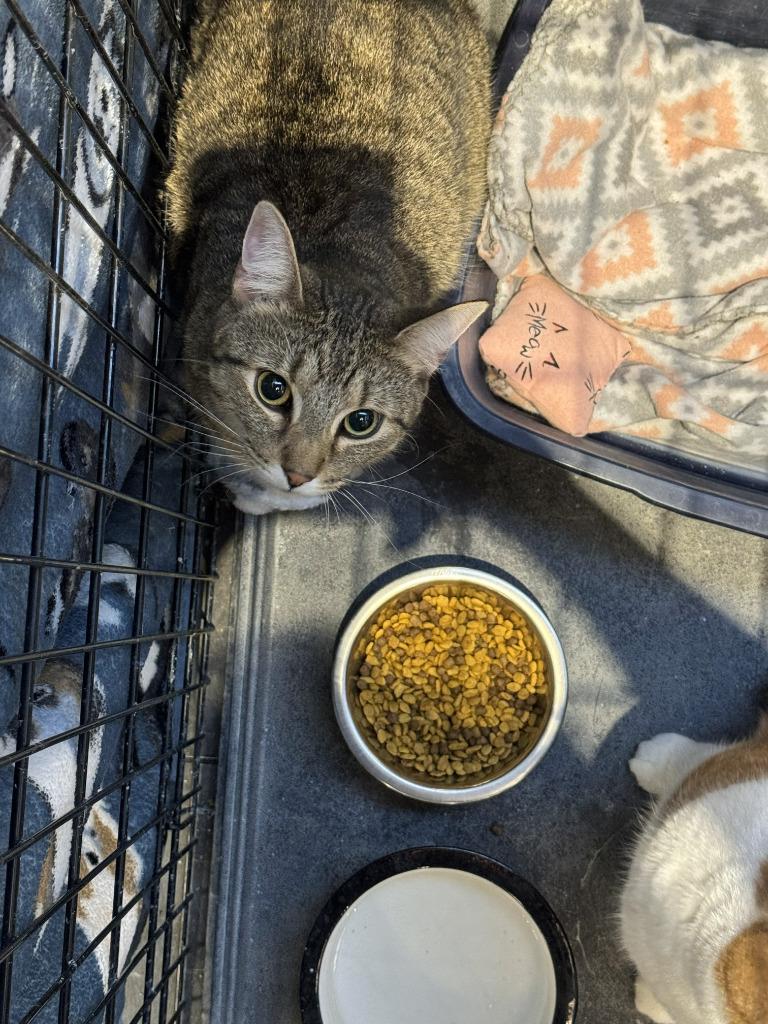 Enlarge Dorito, a Adoptable mixed breed in St. Cloud, MN image 3/4