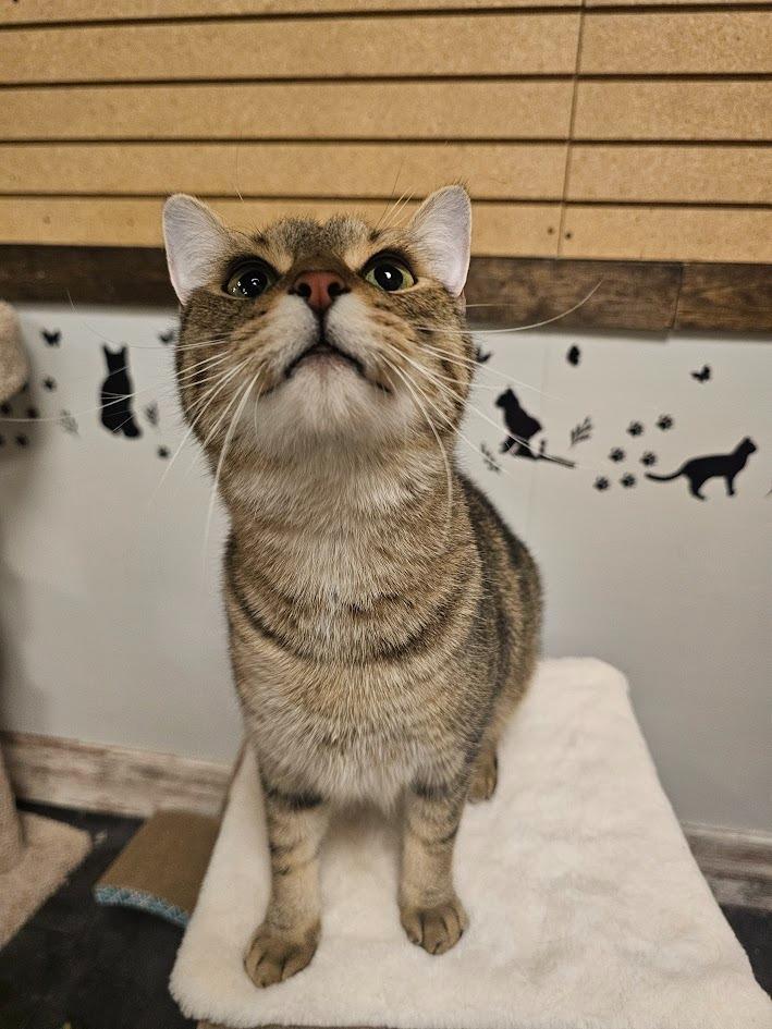 Dorito, Adoptable, Young Male Domestic Short Hair.