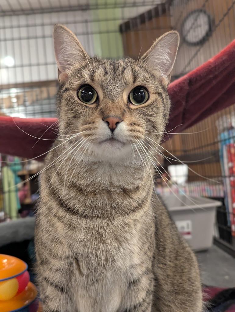 Dorito, a Adoptable mixed breed in St. Cloud, MN image 5/6