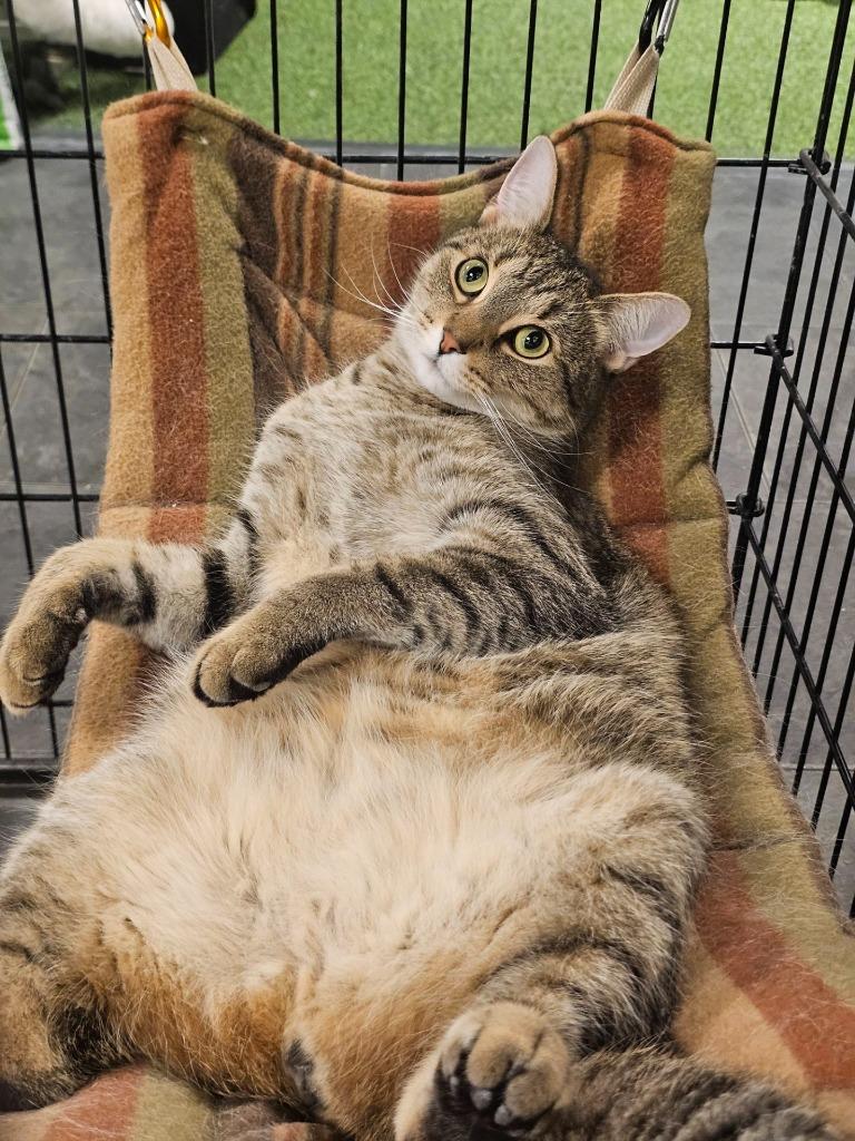 Dorito, a Adoptable mixed breed in St. Cloud, MN image 1/6