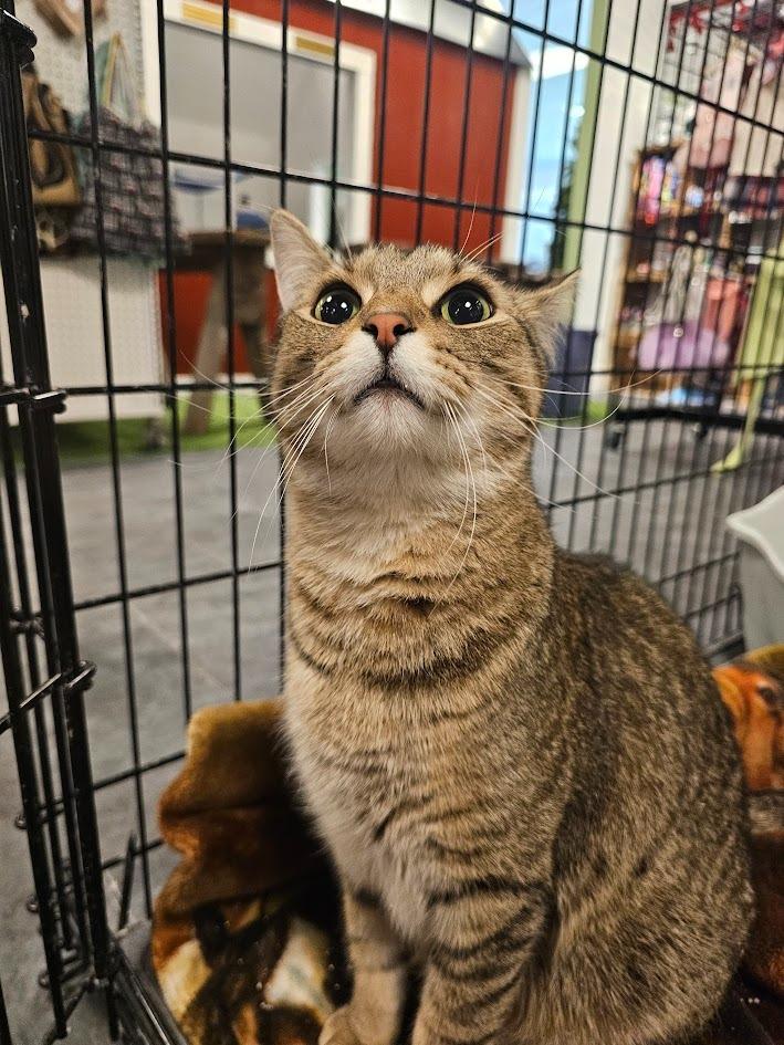 Enlarge Dorito, a Adoptable mixed breed in St. Cloud, MN image 4/4