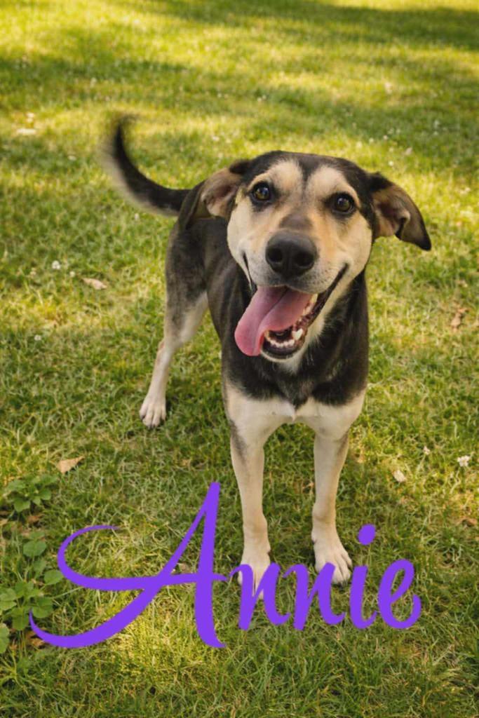 Annie, Adoptable, Young Female Hound & Affenpinscher.