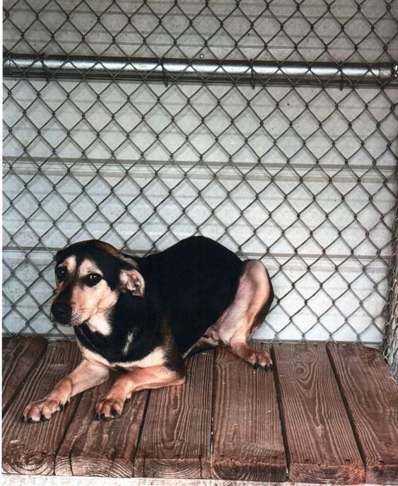 Enlarge Annie, a Adoptable mixed breed in Livingston, LA image 2/2